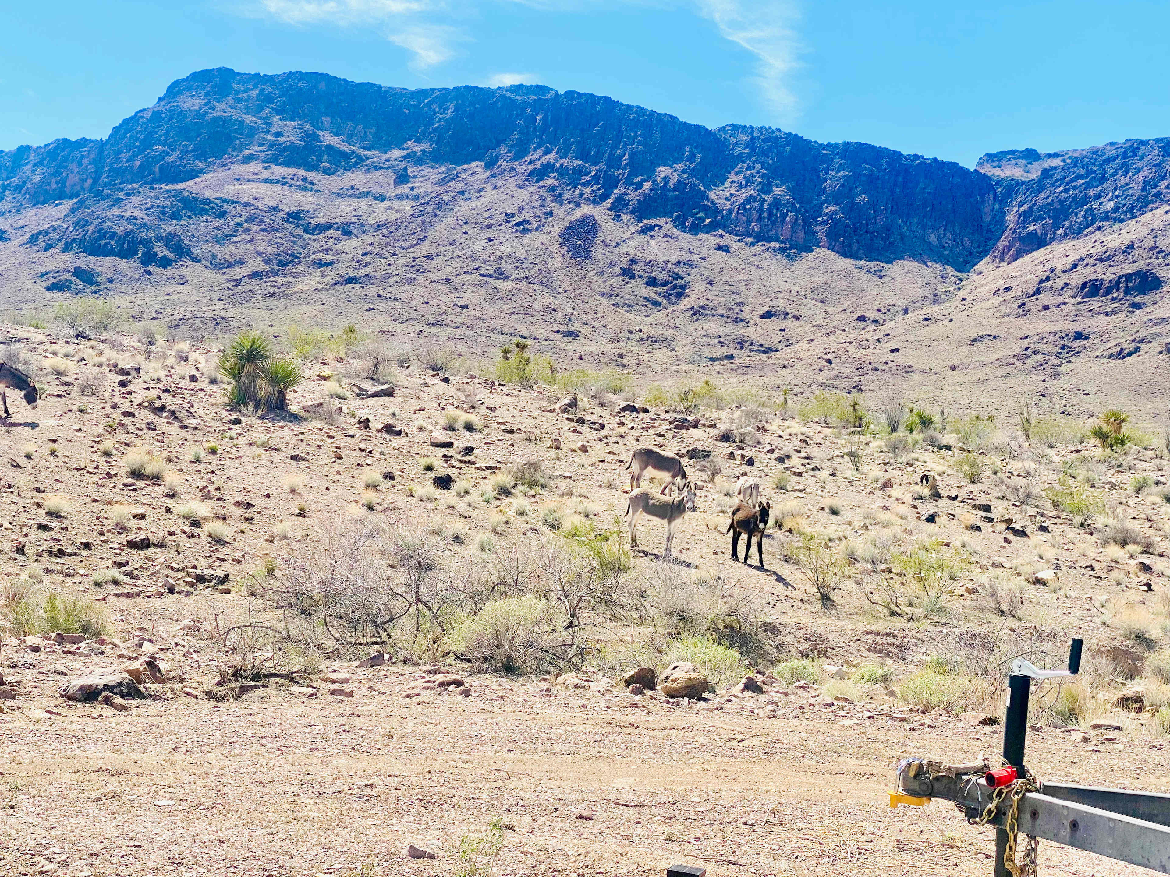 wild donkeys couldn't keep me away