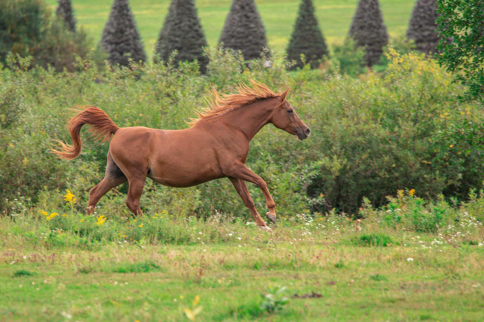 The speed that the horses run at is amazing