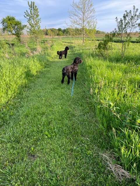 Pets allowed on leash by buildings, off lease on the trails.  These two live on the property.