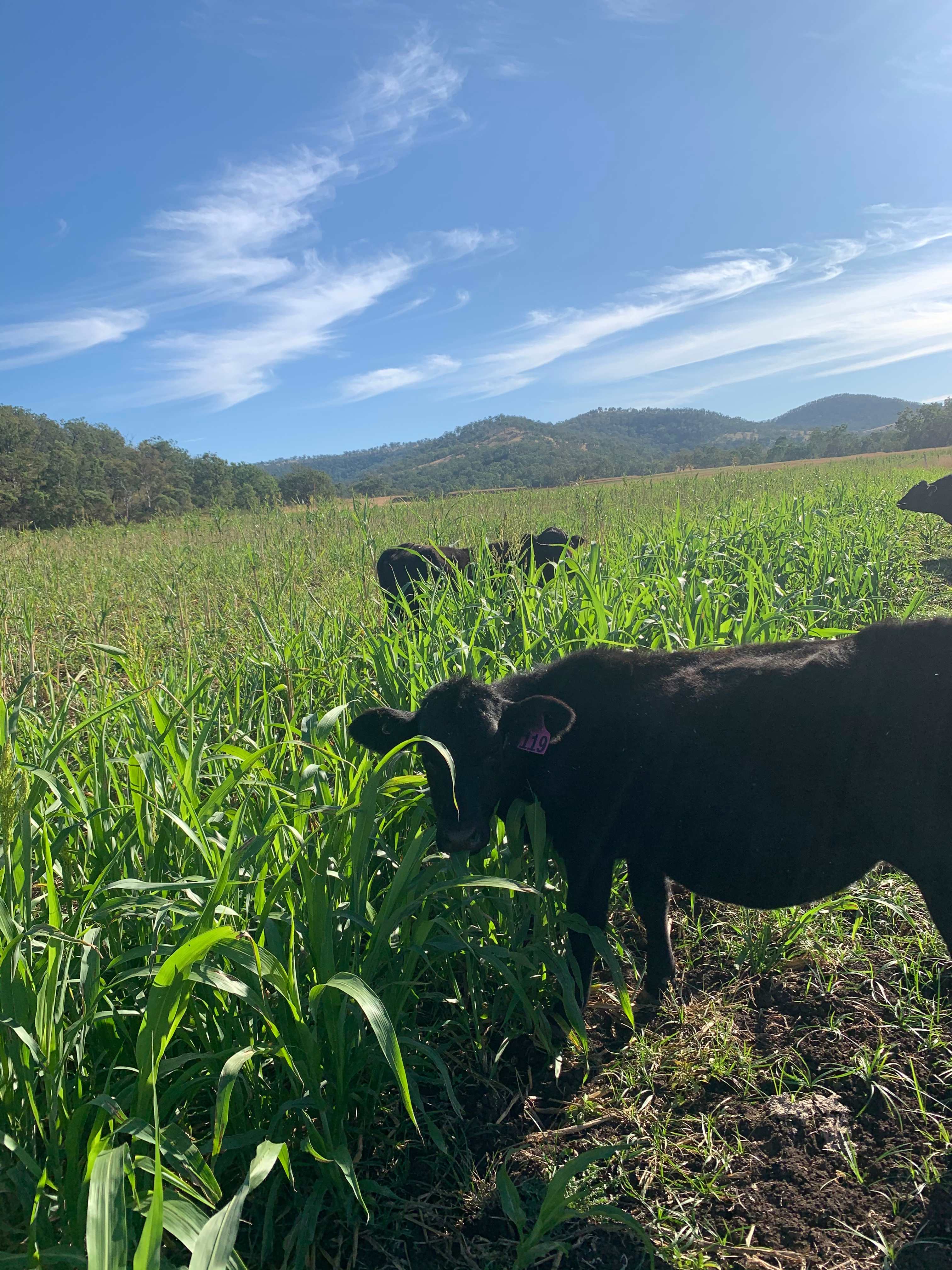 Lazy Cow Farm