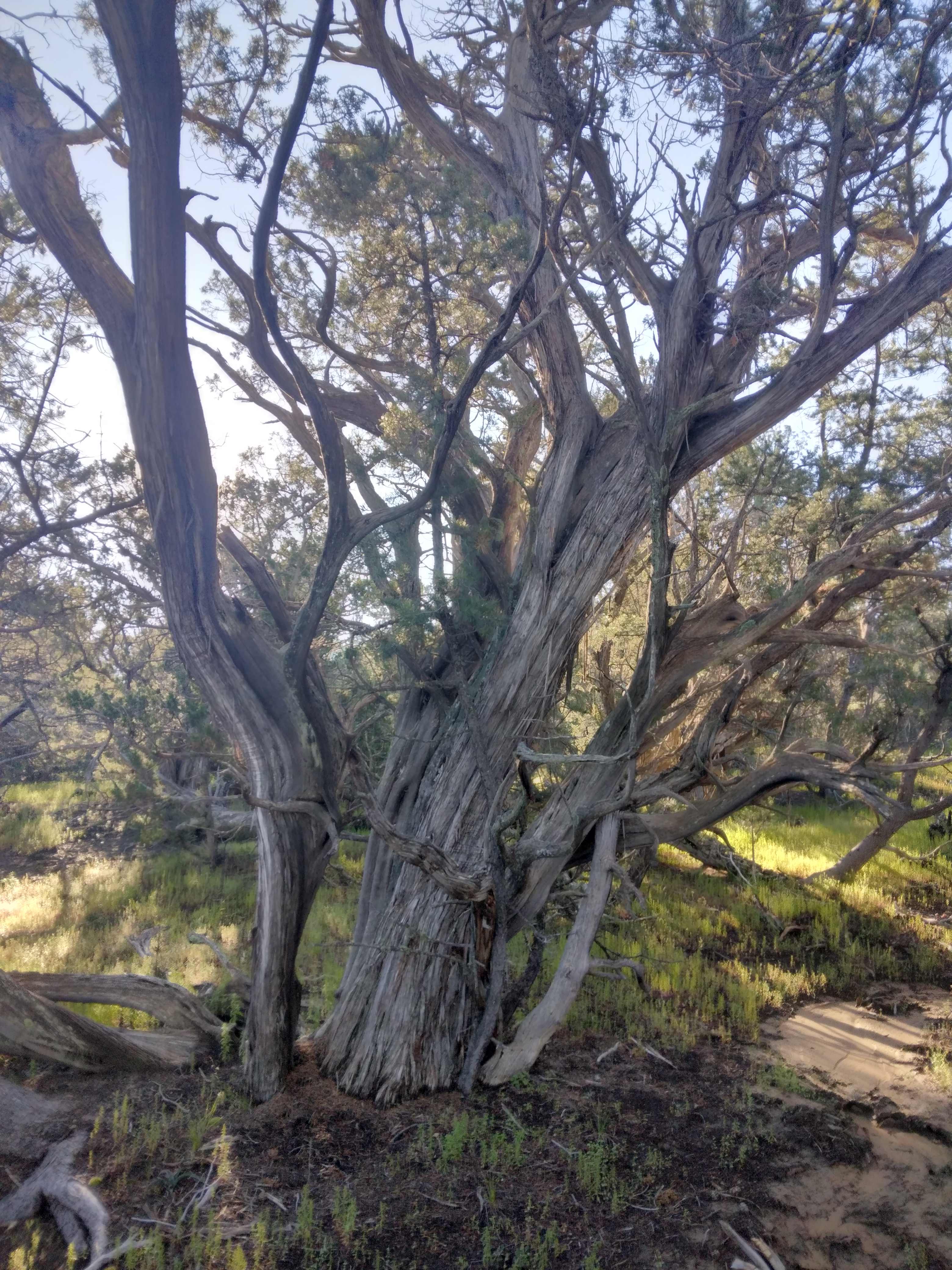 Wyrdshire Primitive camping only