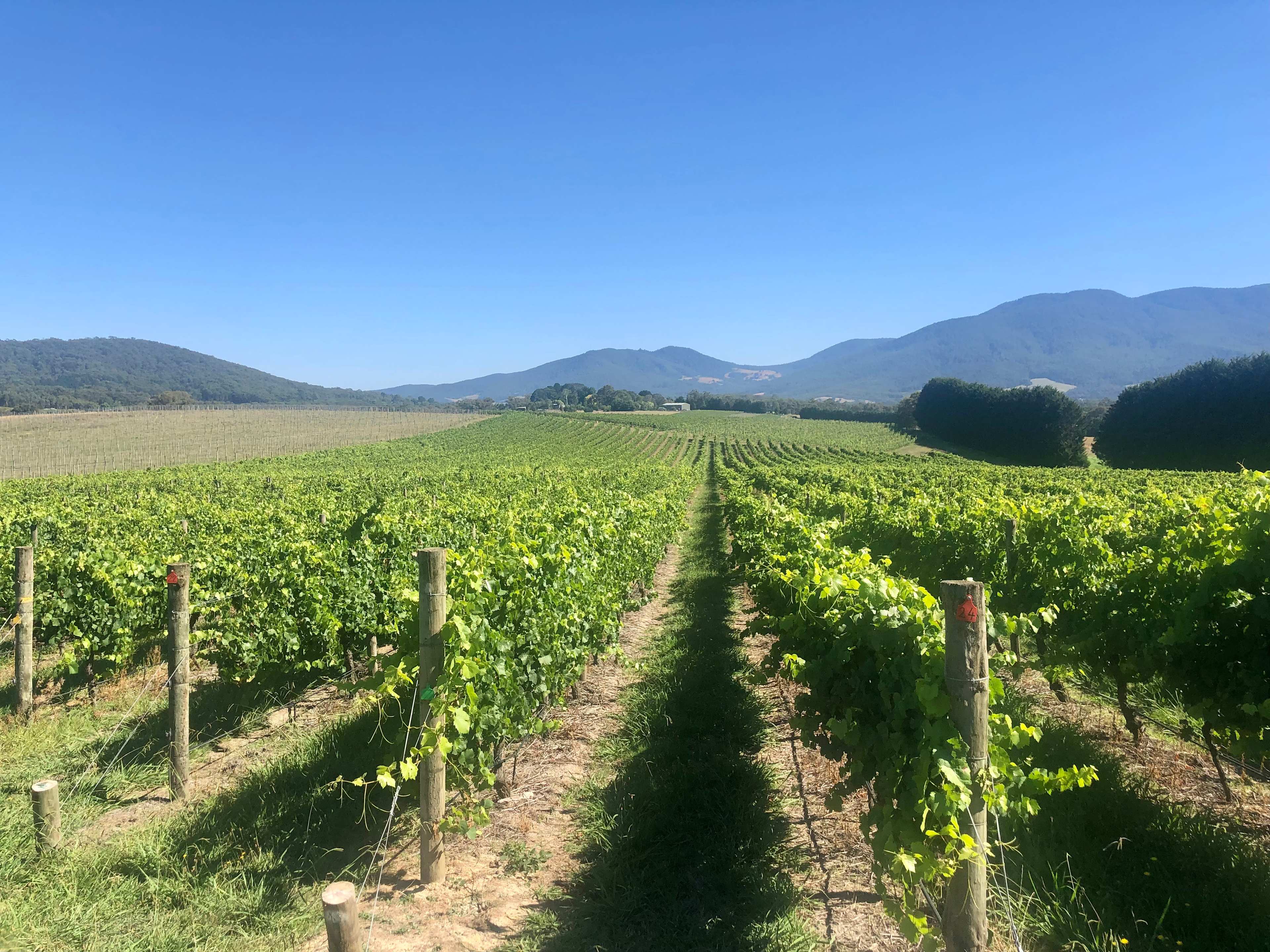 Summerhill Vineyard