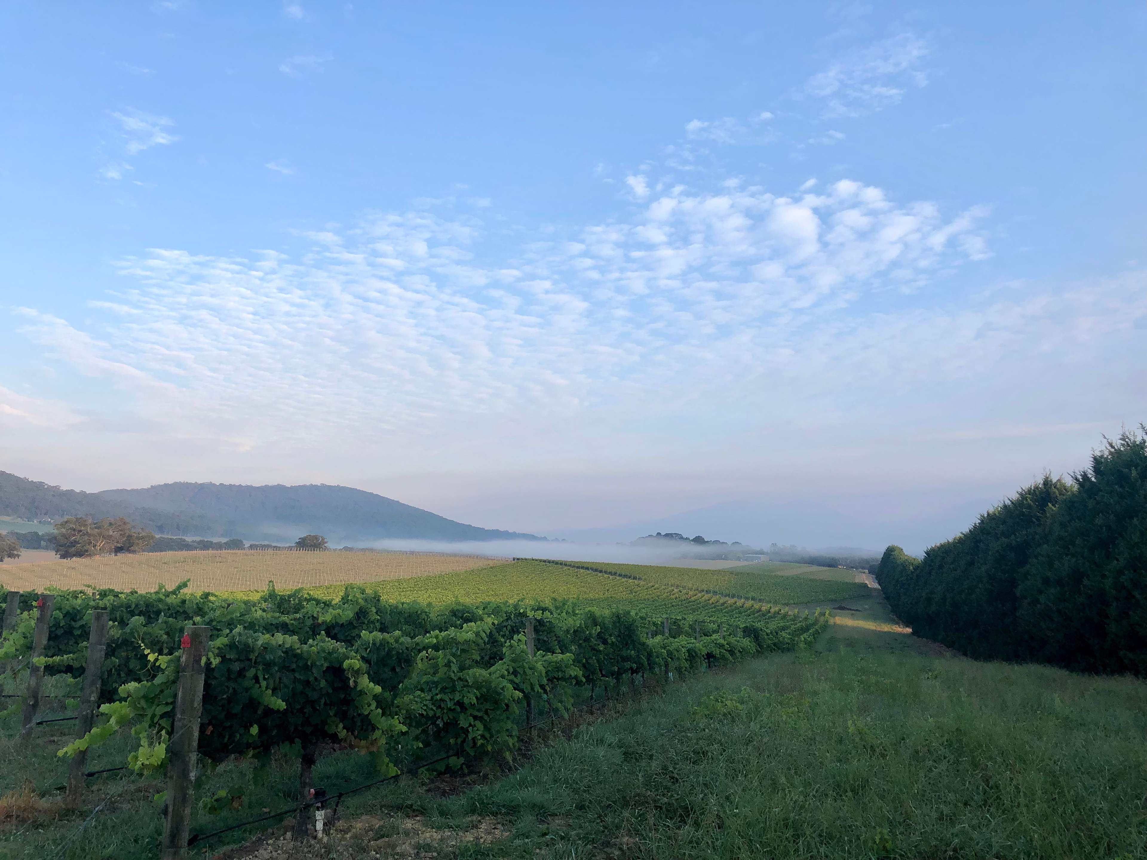 Summerhill Vineyard