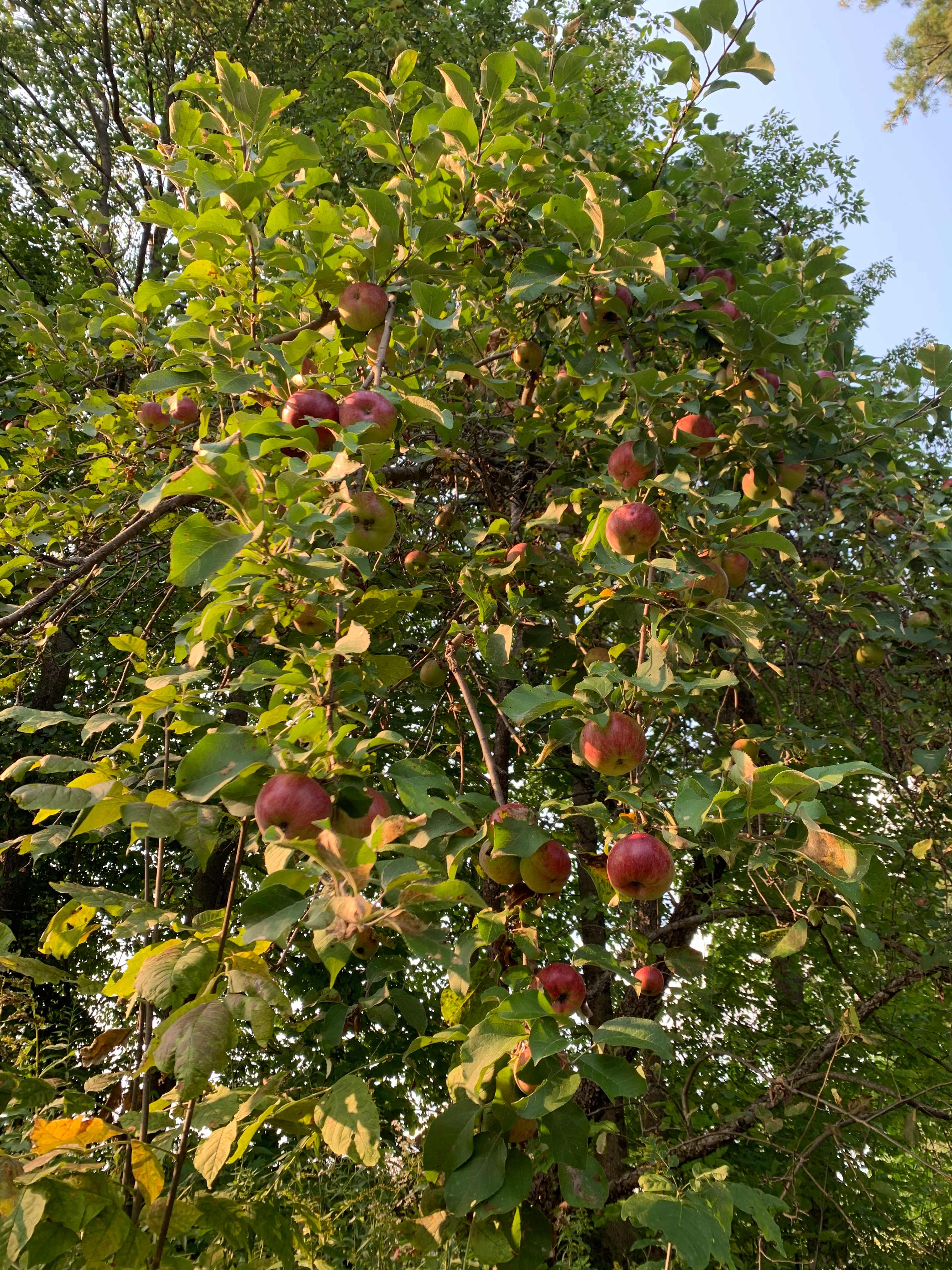 It's Apple Season! 