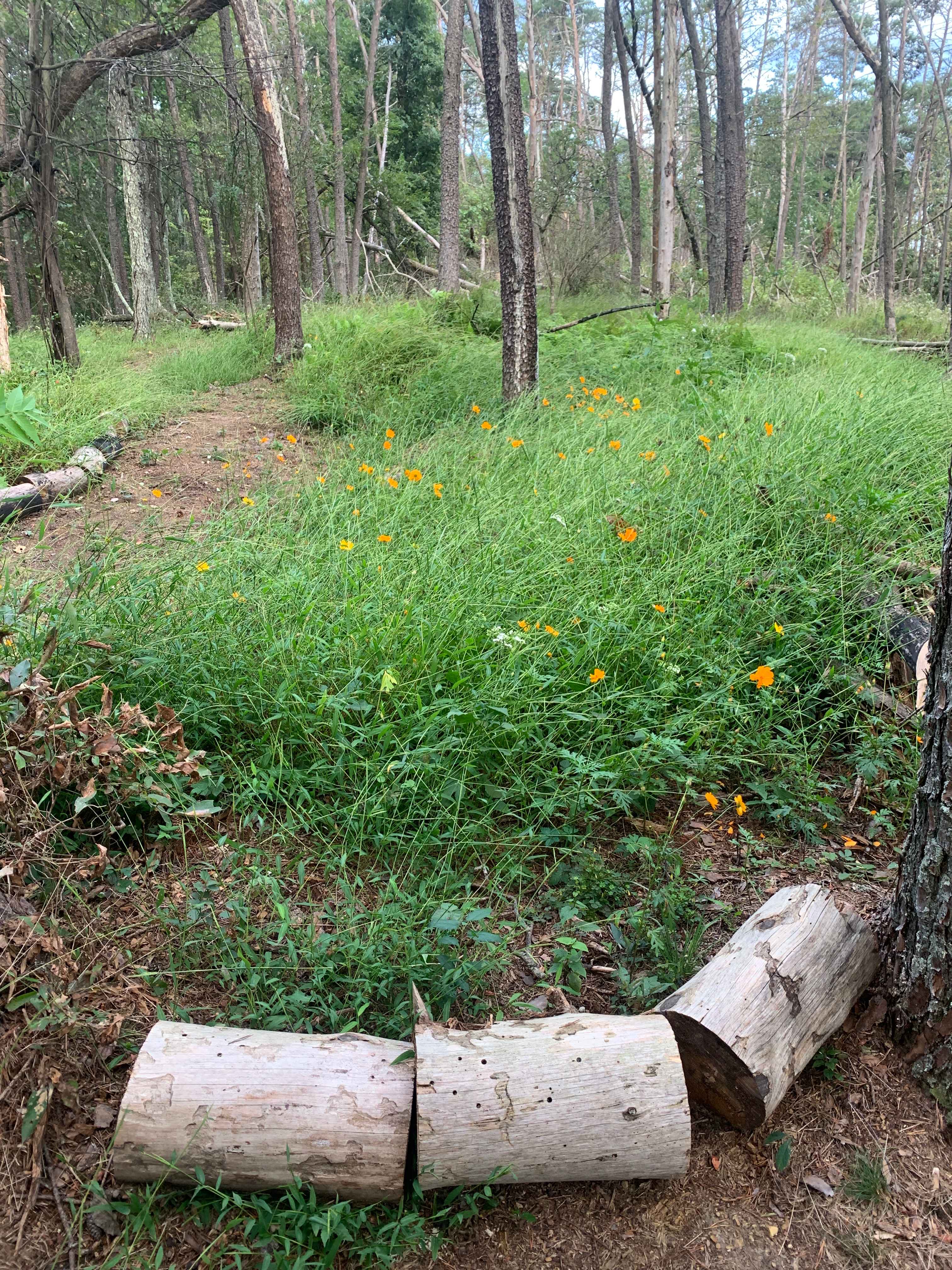 Wildflowers, ferns and herbs are these first things we put into our gardens. 