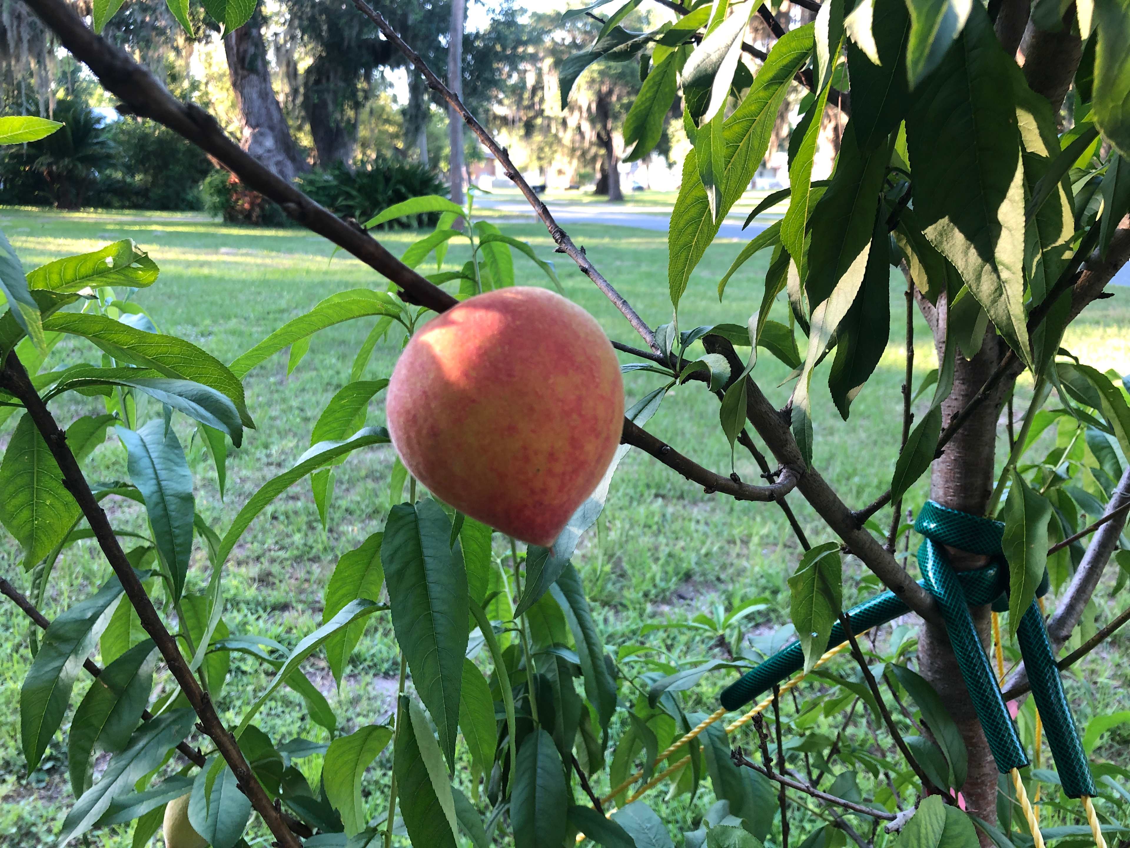In the spring we have peaches