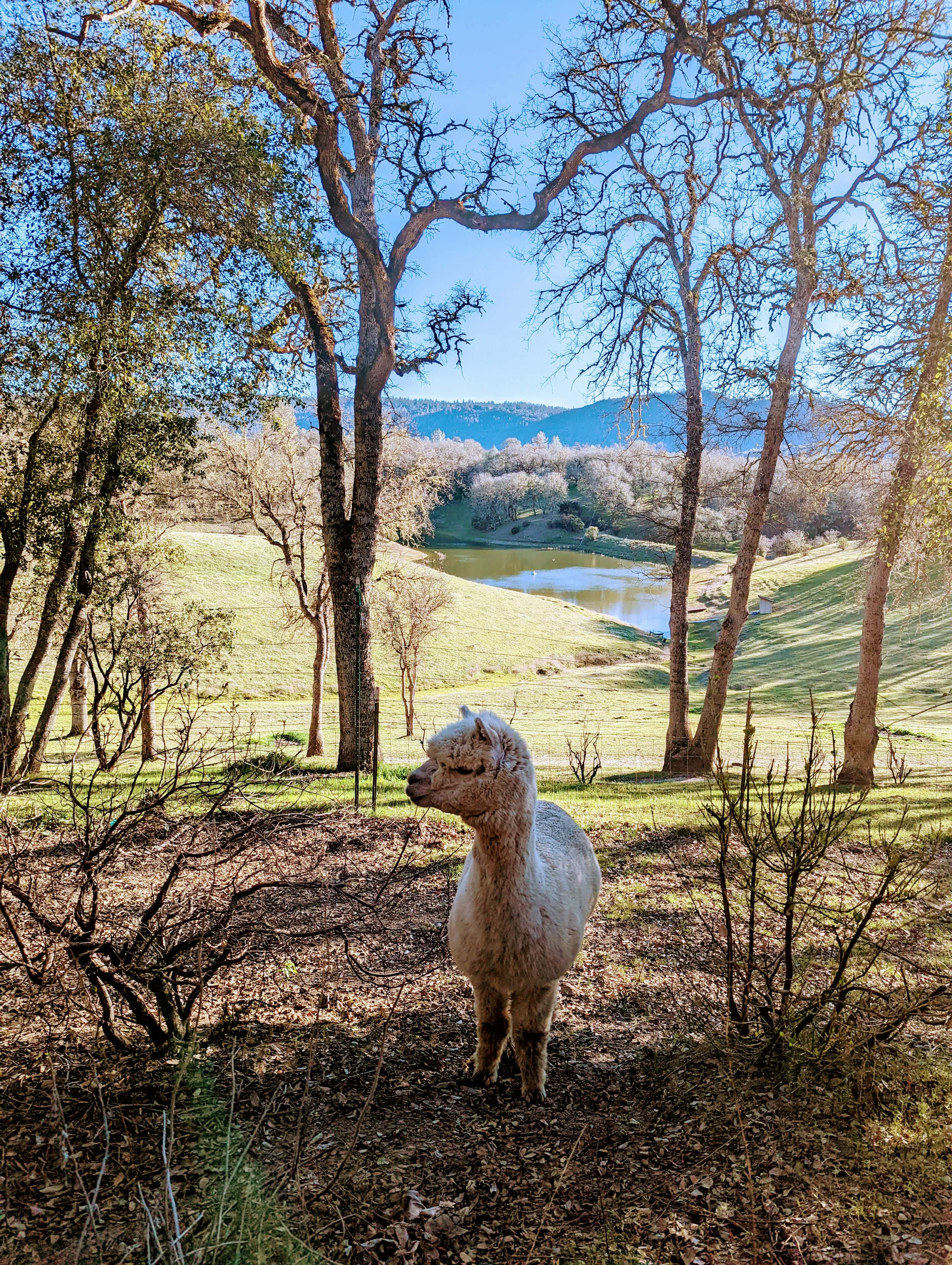 BottleRock Farm:80ac Resort