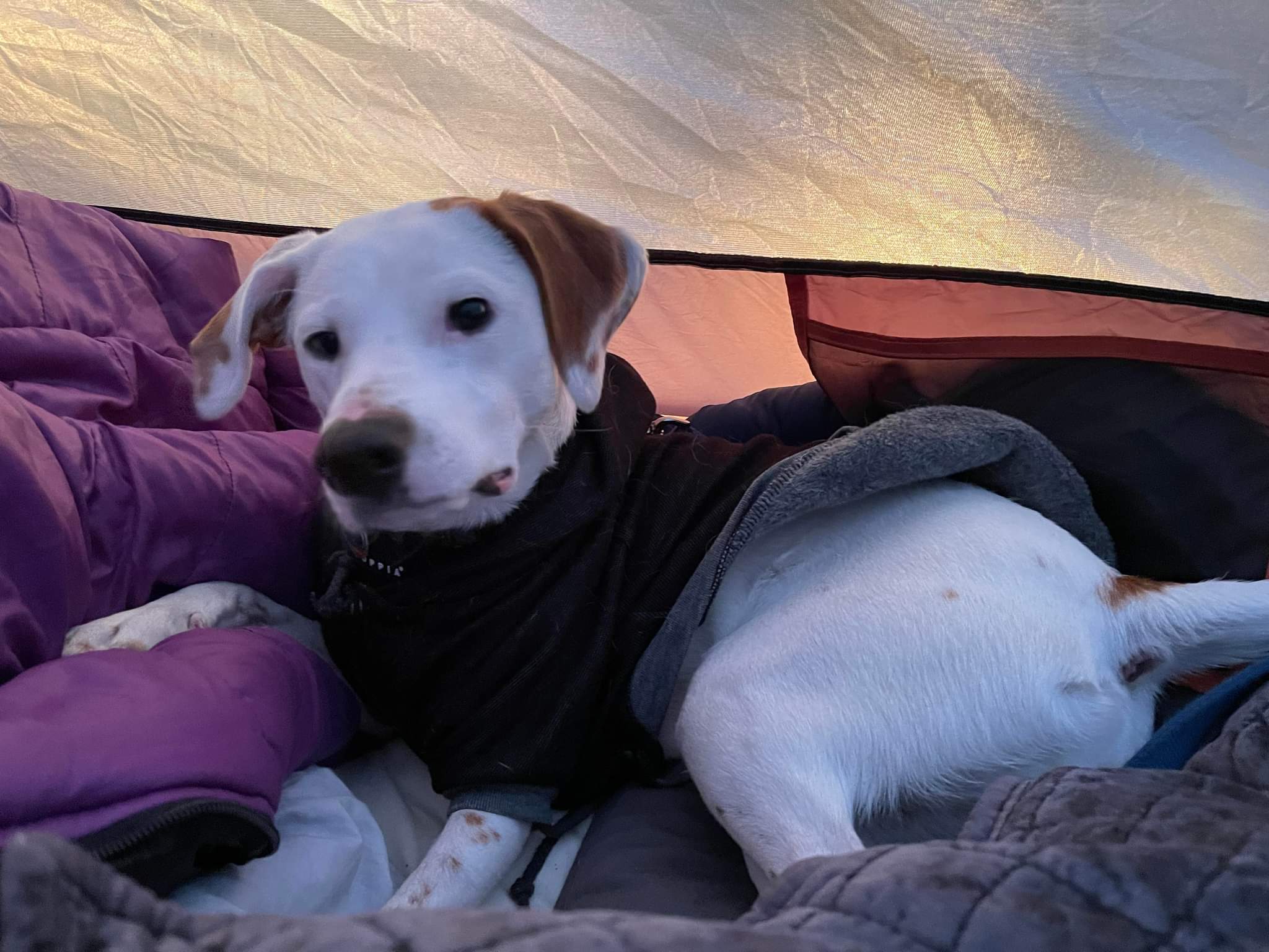 Mountaintop Camping