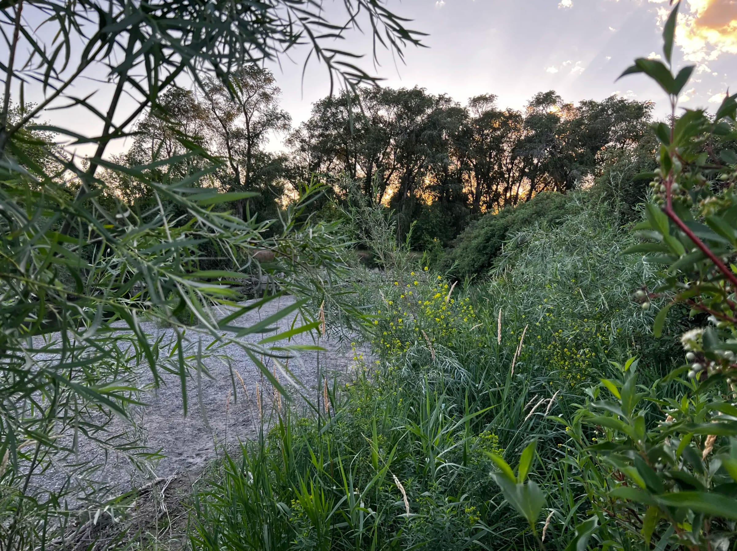 Picture of the site
