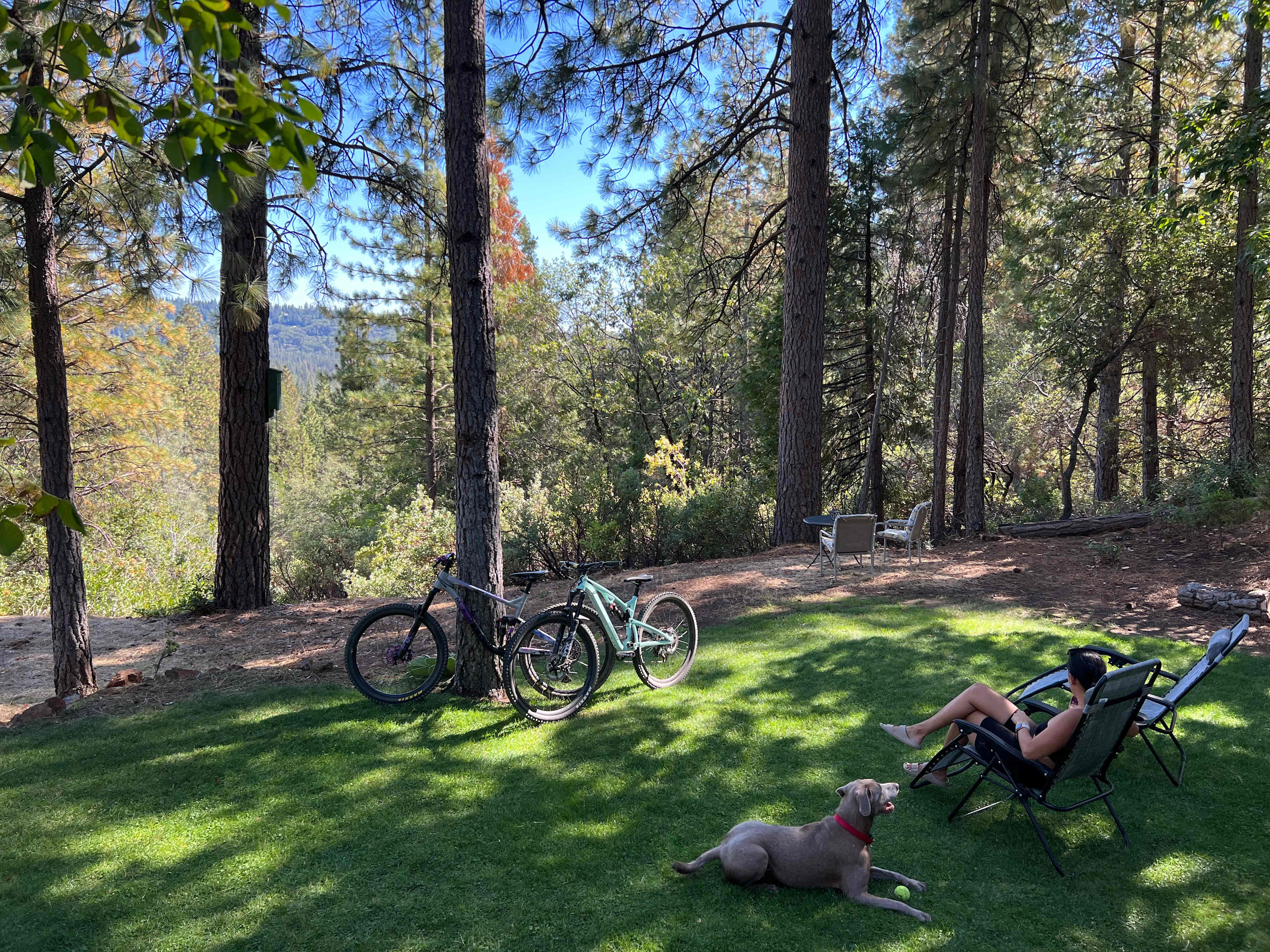 Peace in the Pines