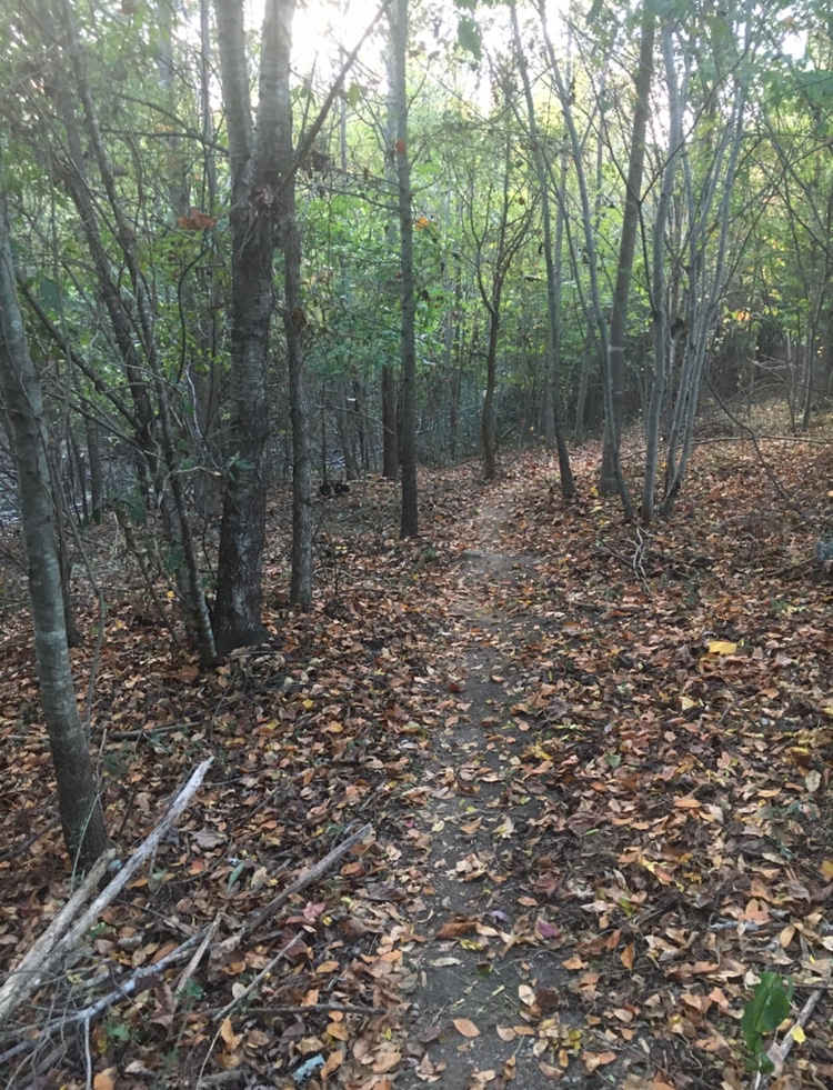 Hiking trail from the Hill into the woods