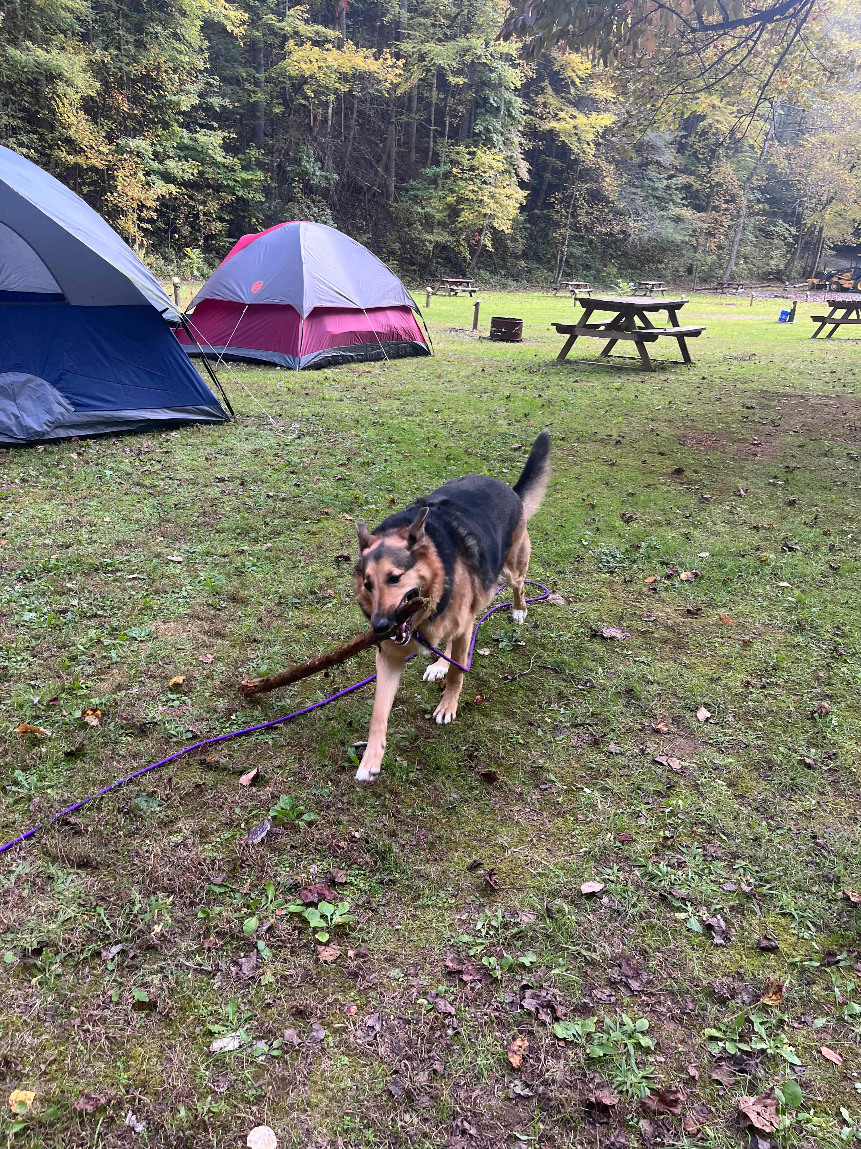 Black Bear Resort
