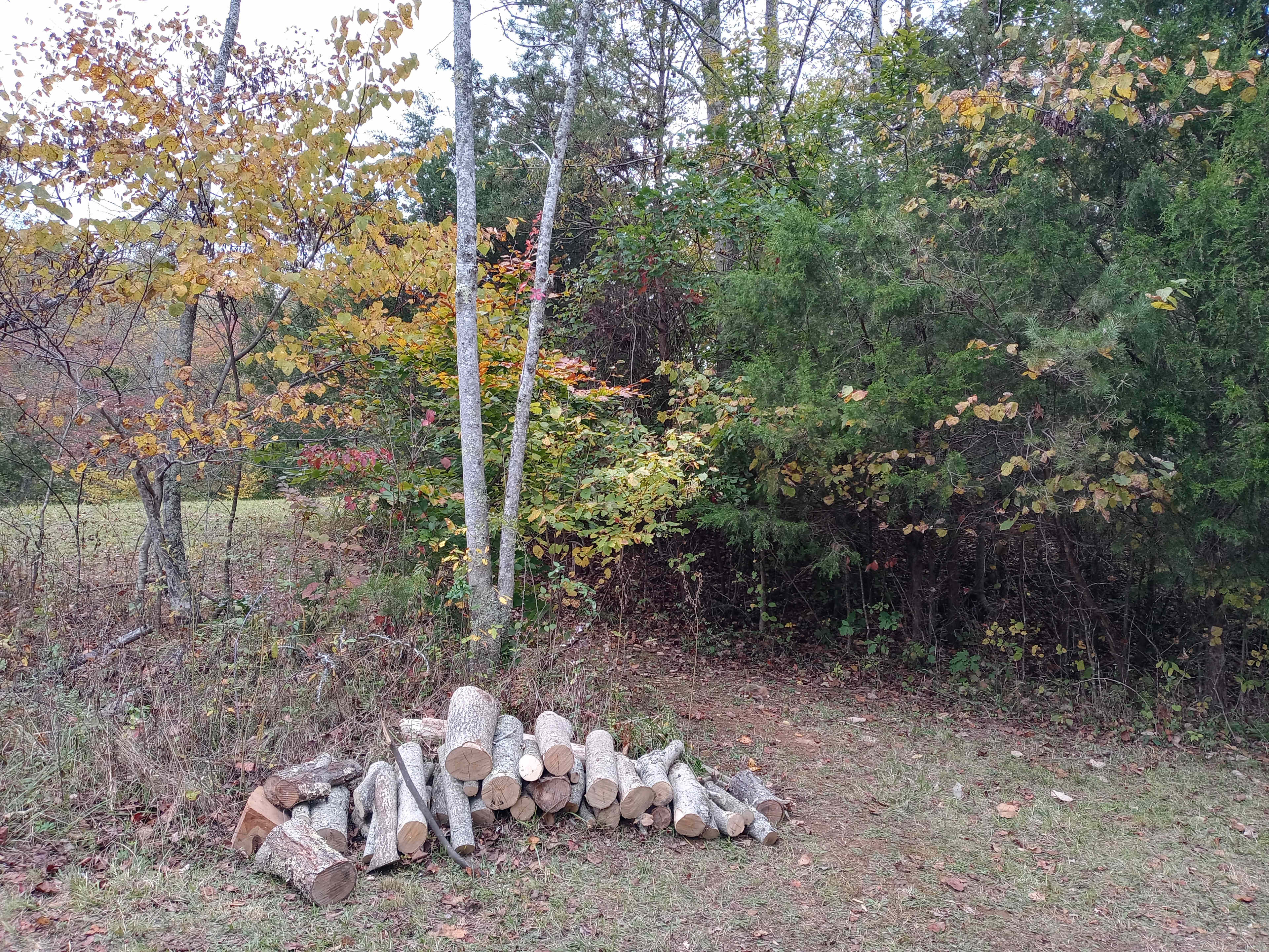 Free wood from the host.