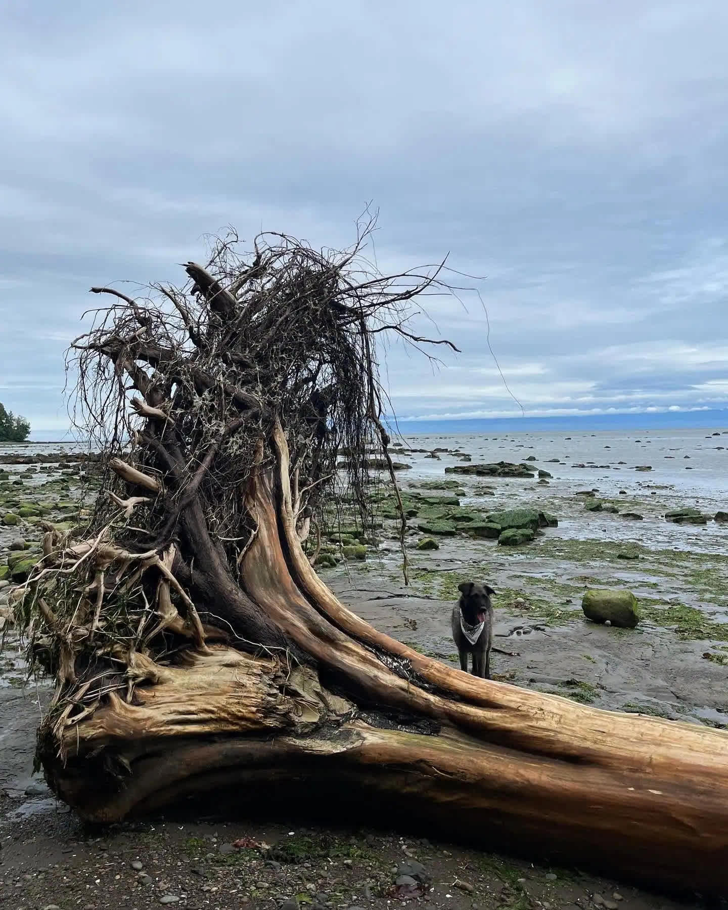 Seaforest Eco Retreat
