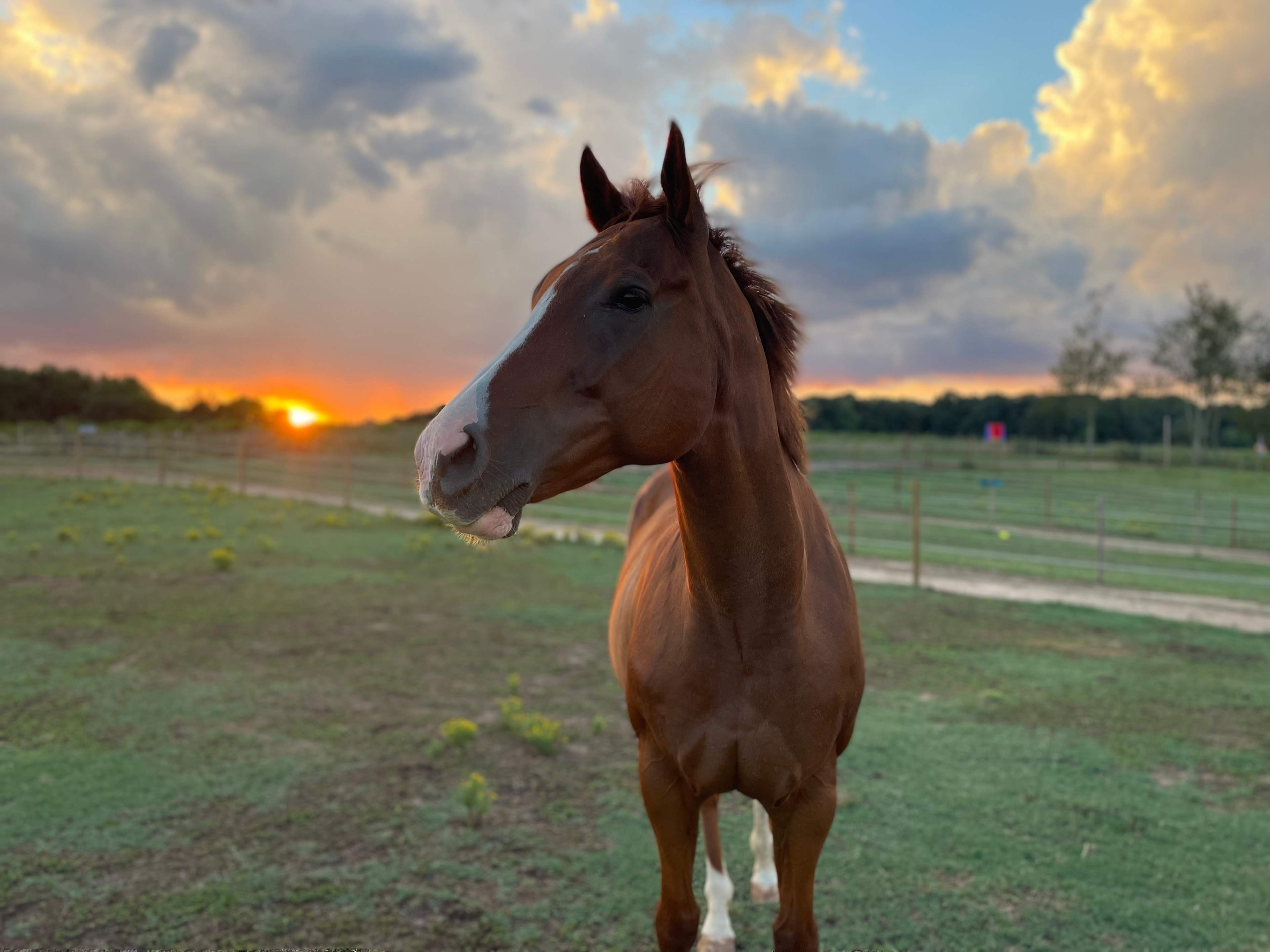 Wild Hearts Equine Therapy Center