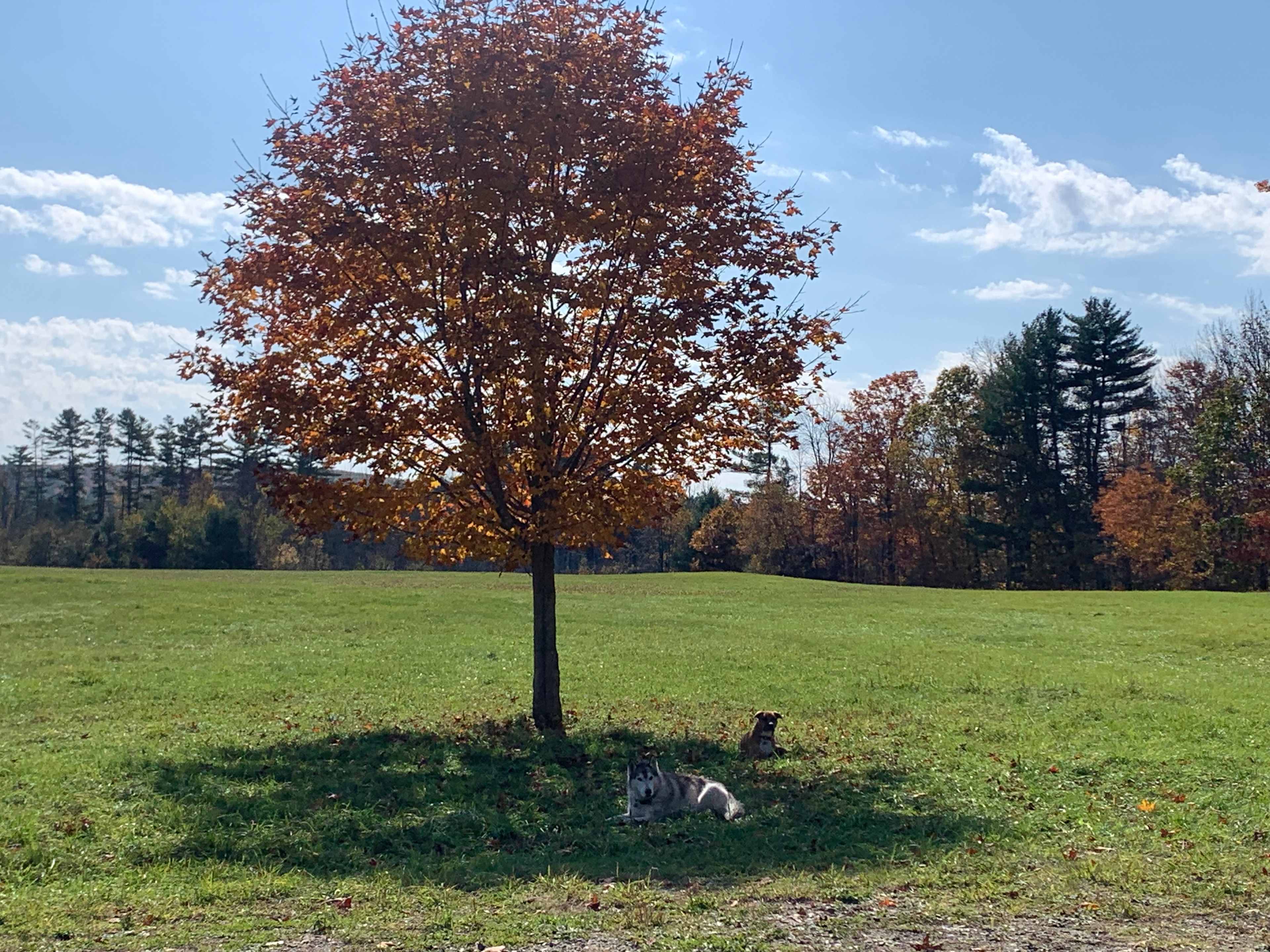 Cardinal's Corner