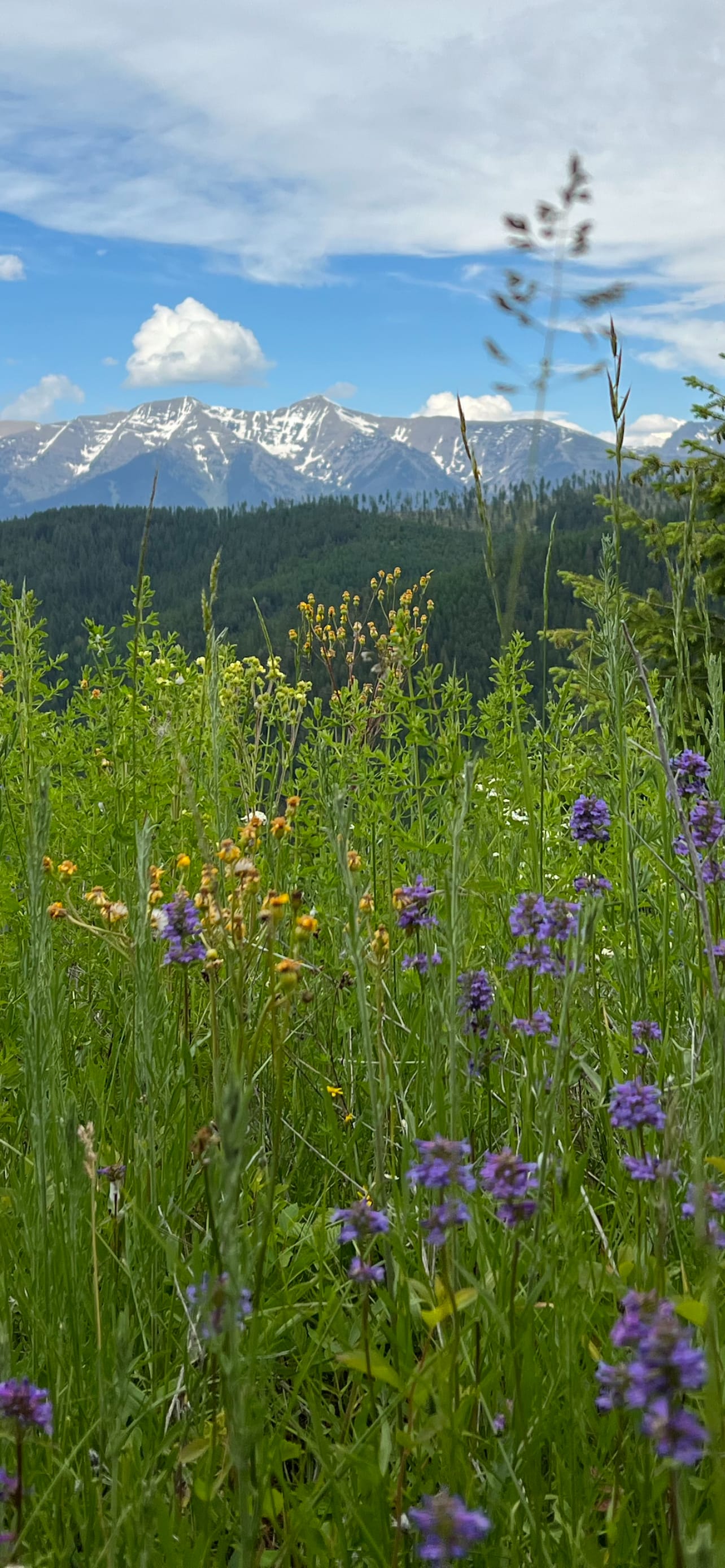 Another view from the local trails.