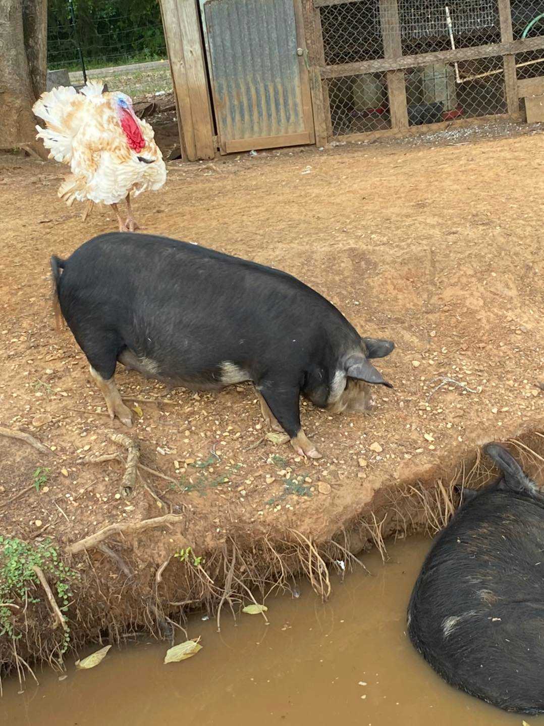 Craft Island Farms