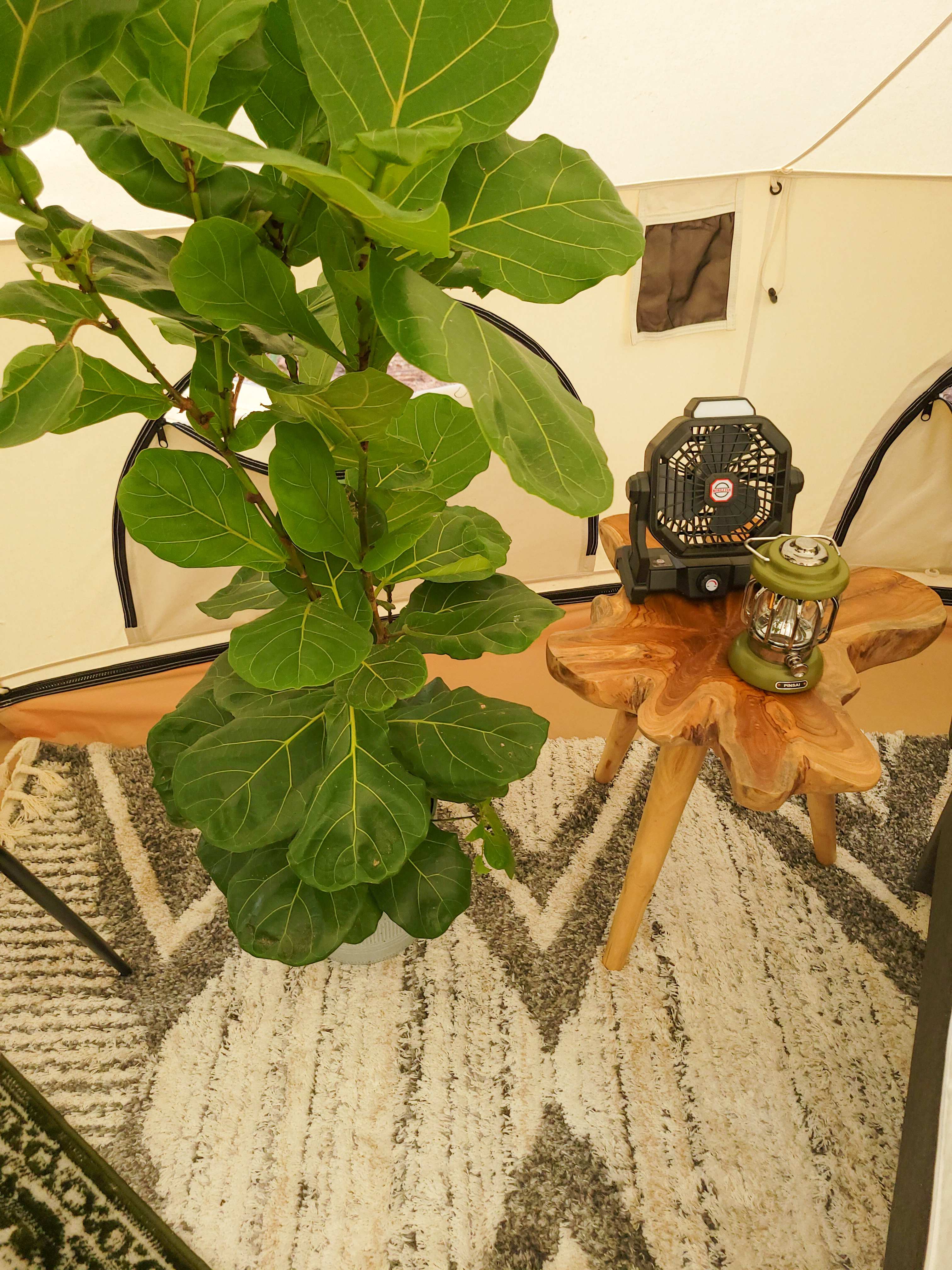The Fern Getaway