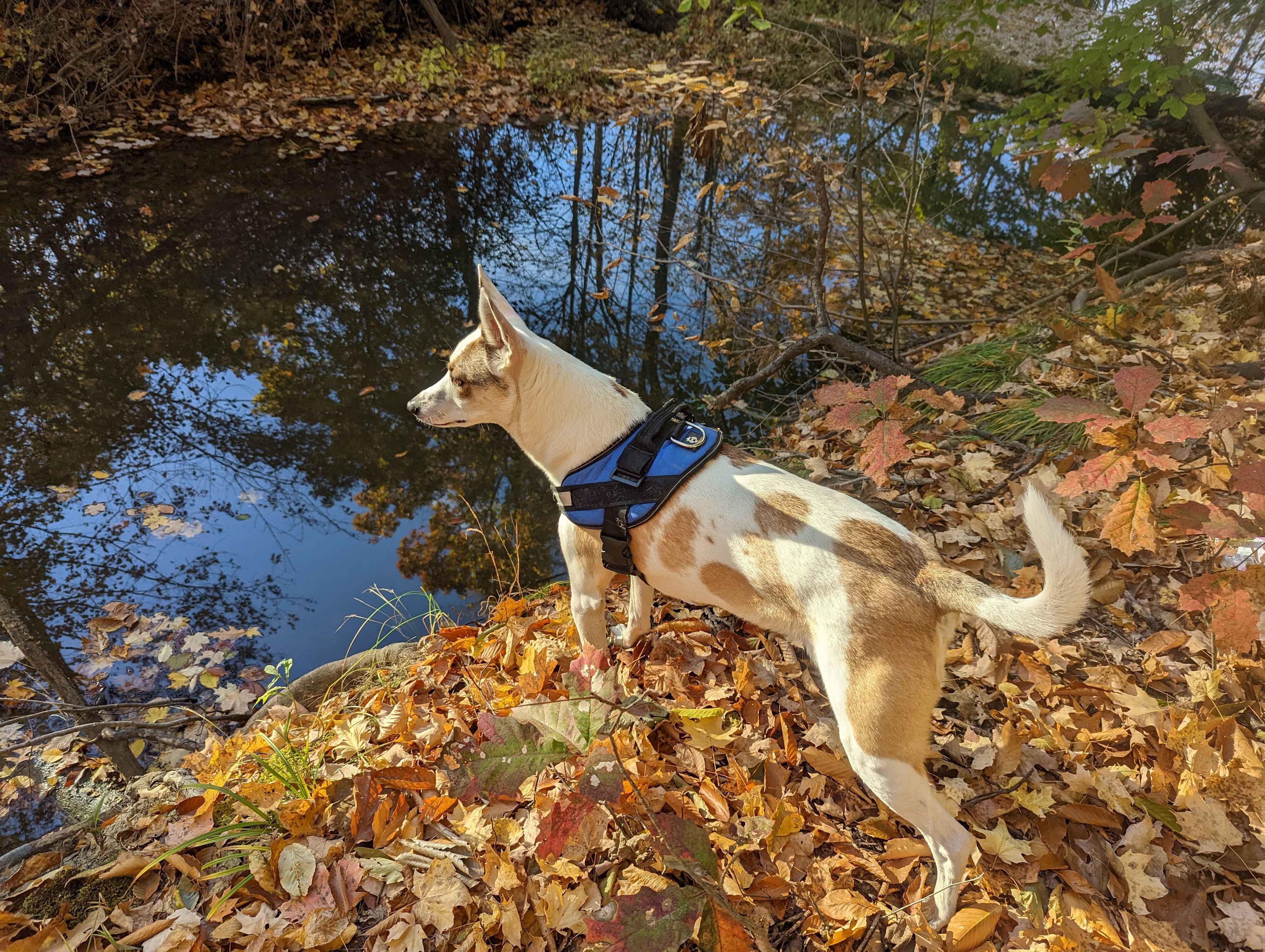 Barrel Run Creek