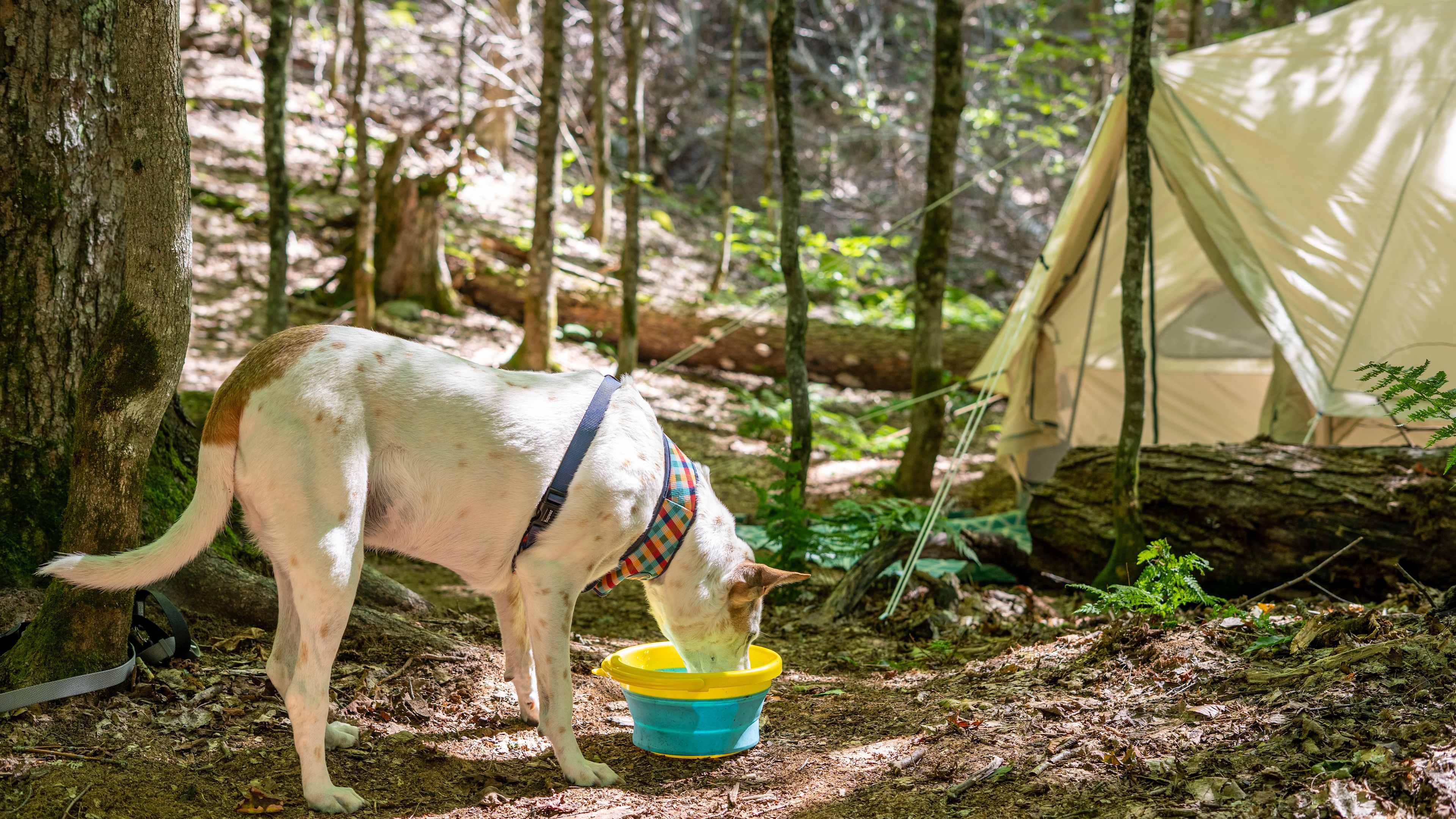 Blueberry Lake Camping