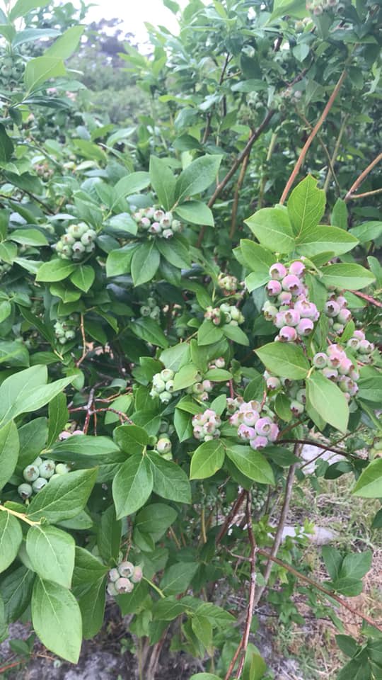 Secluded Konda Blueberry Farm