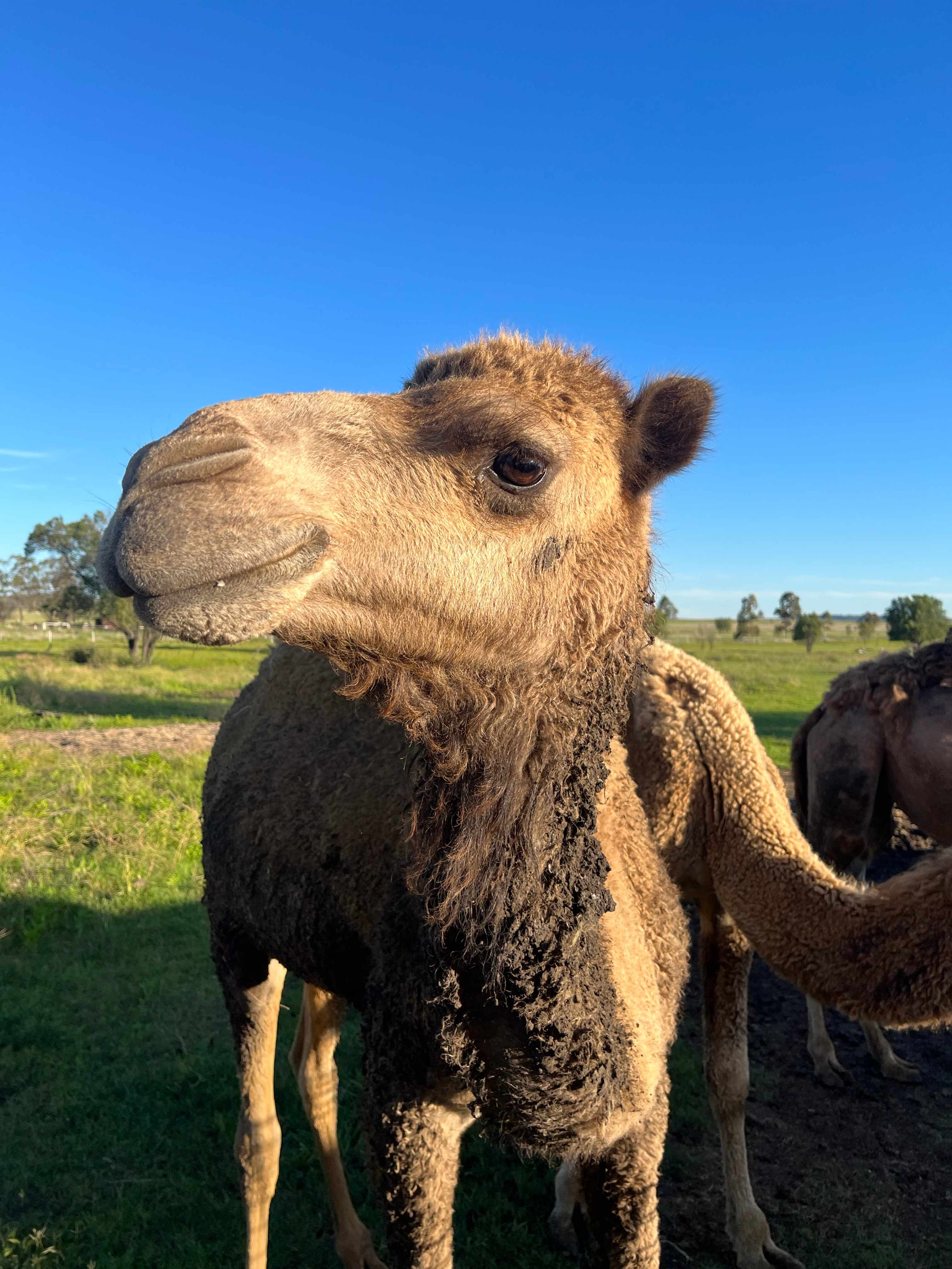 Chookhouse Farmstay Vale View