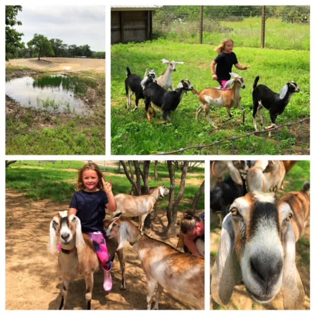 Mockingbird Farms