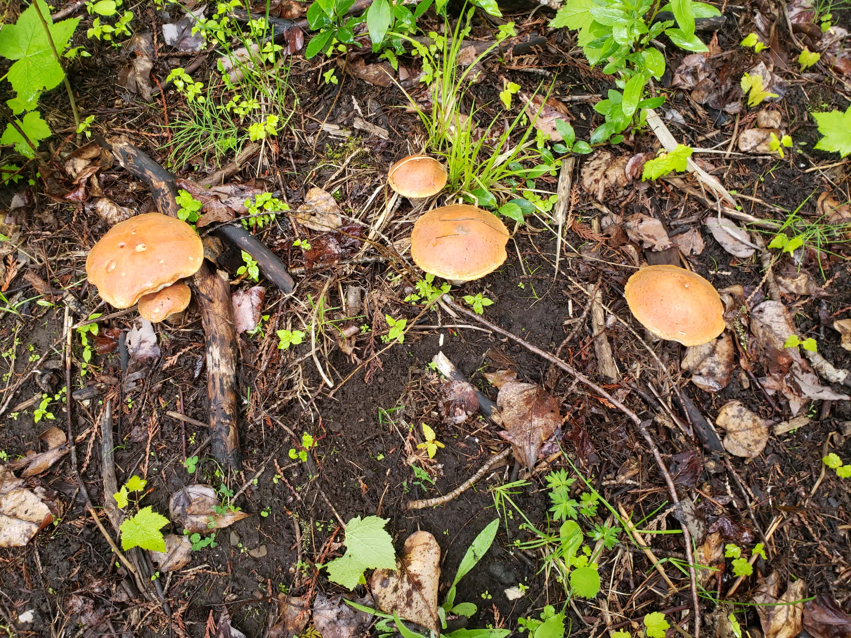 Blackberry Hill