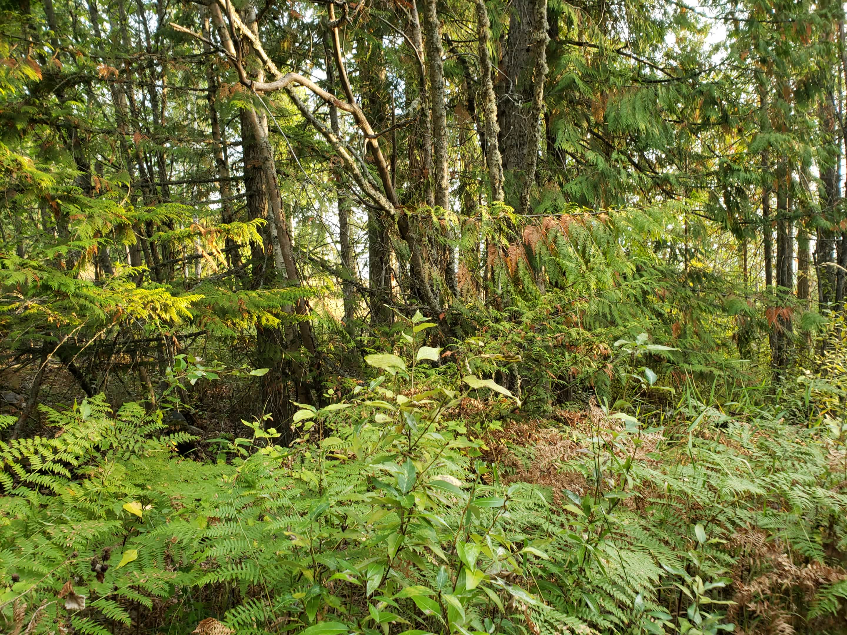 Blackberry Hill
