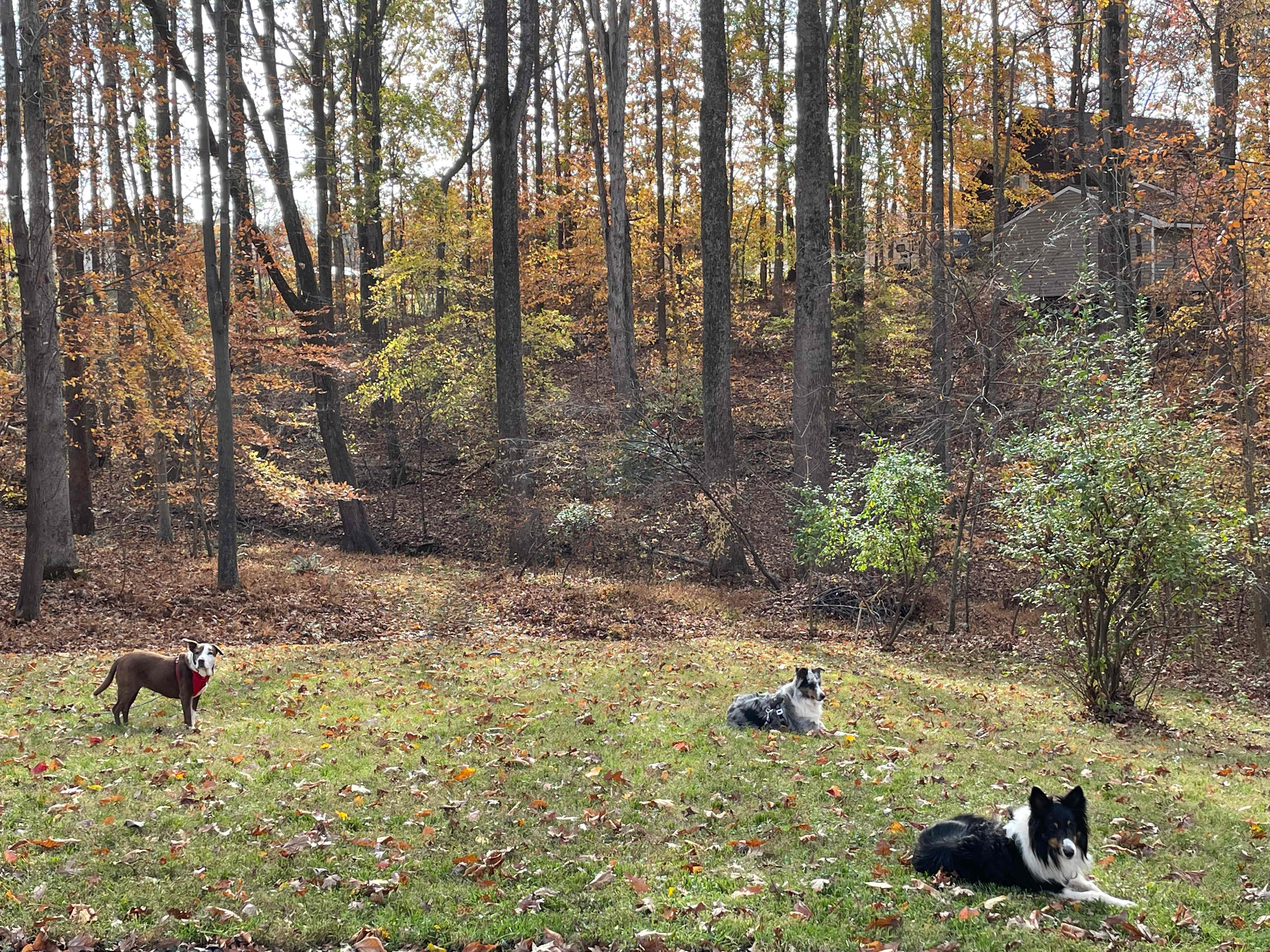 There was lots of squirrel watching and also time to just chill after long walks