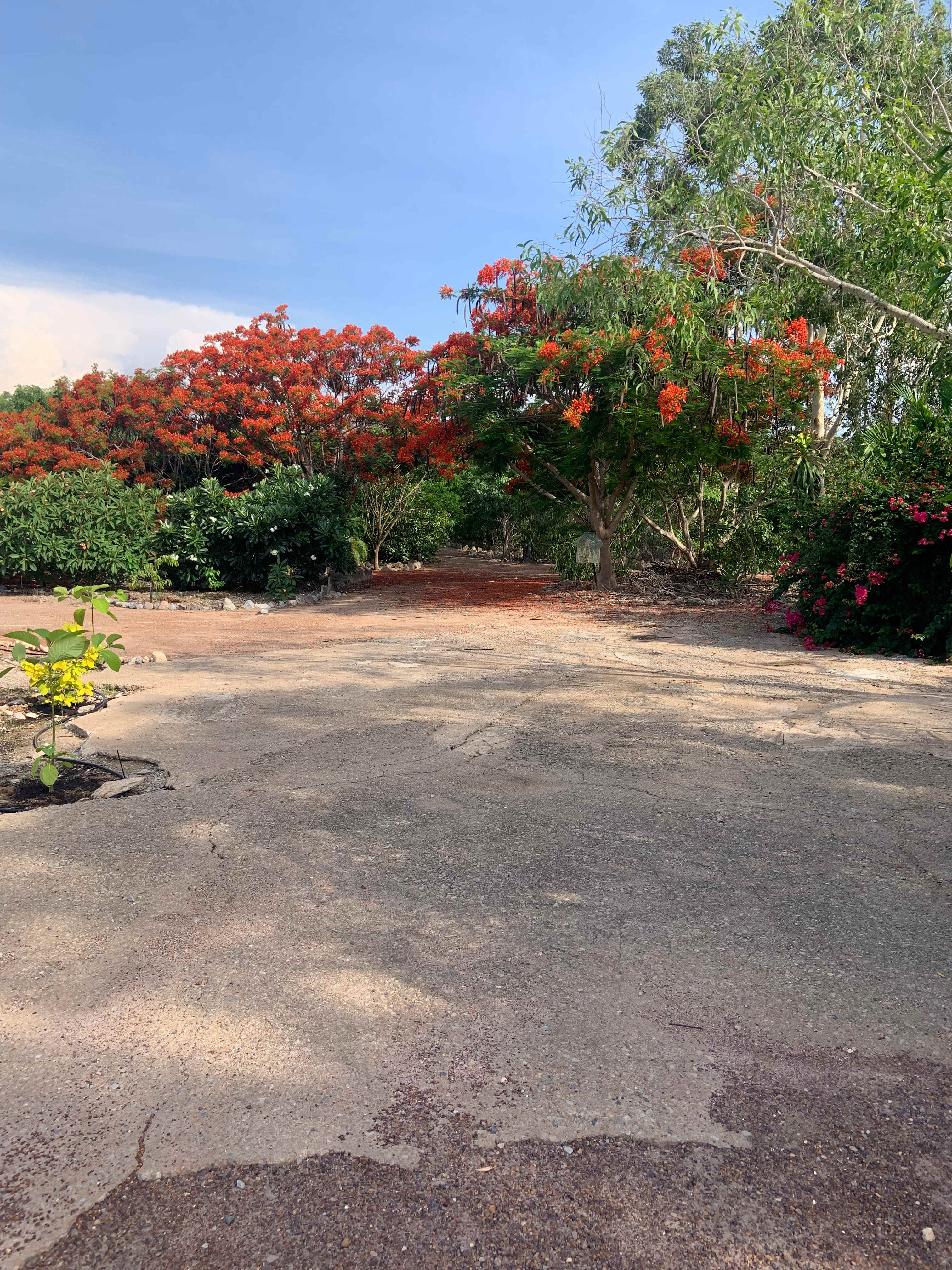 The Bougainvillea Site