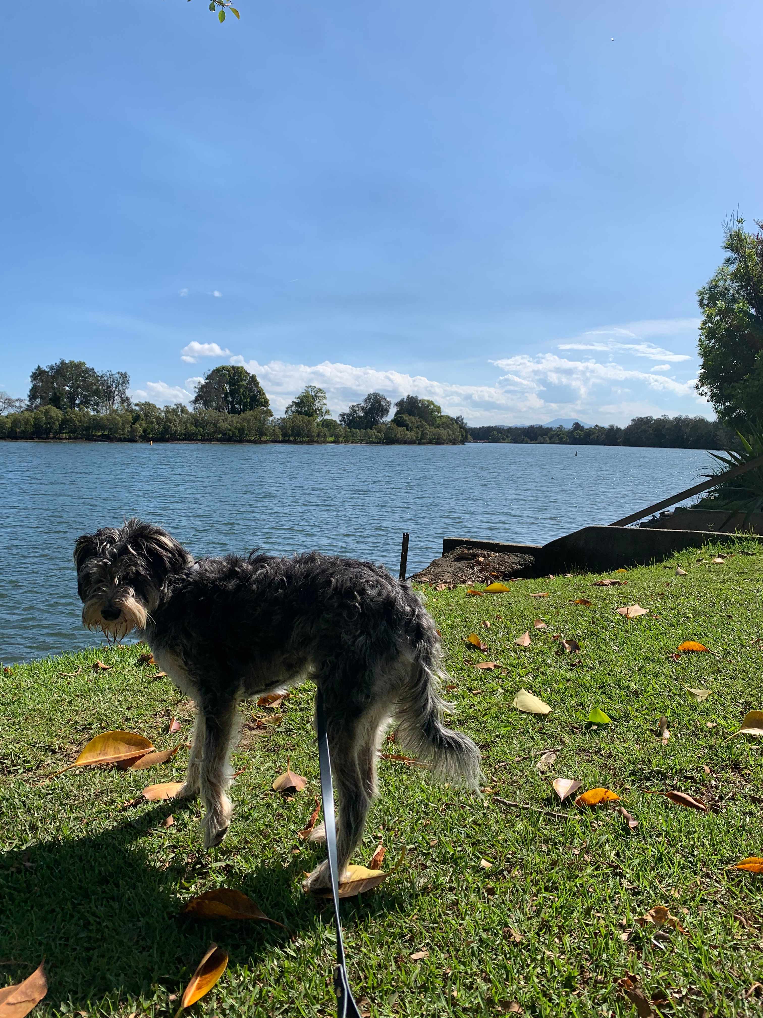Bellinger River Tourist Park