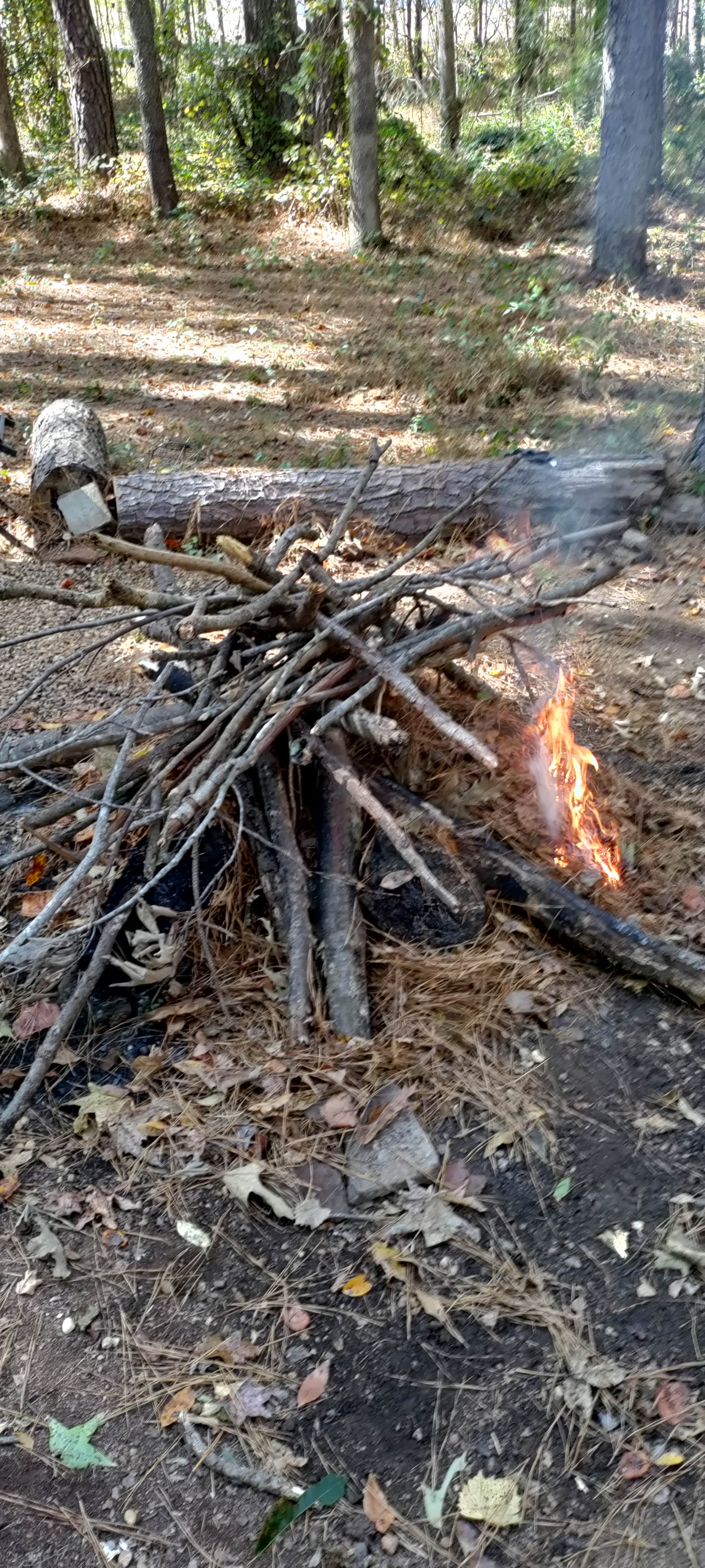 PARTY IN THE WOODS