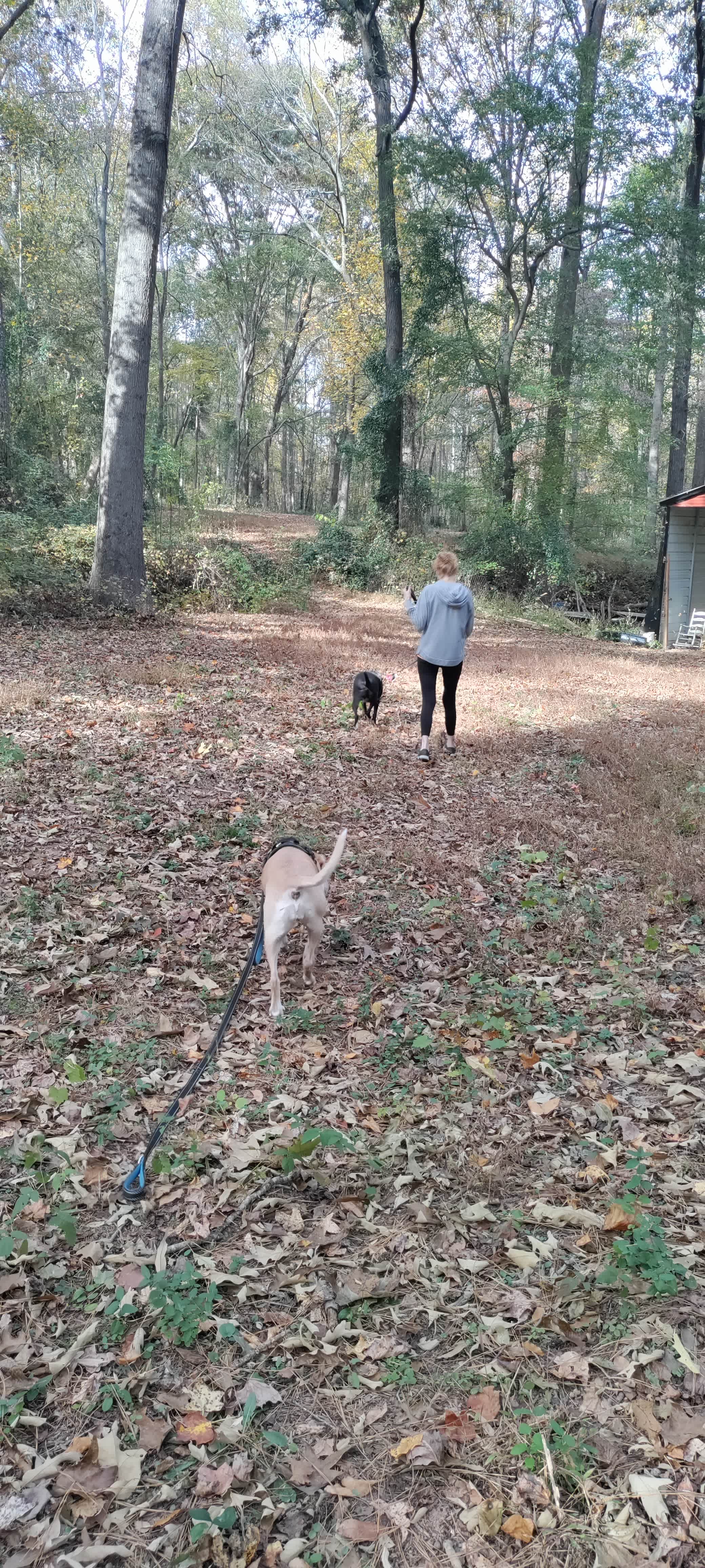 PARTY IN THE WOODS