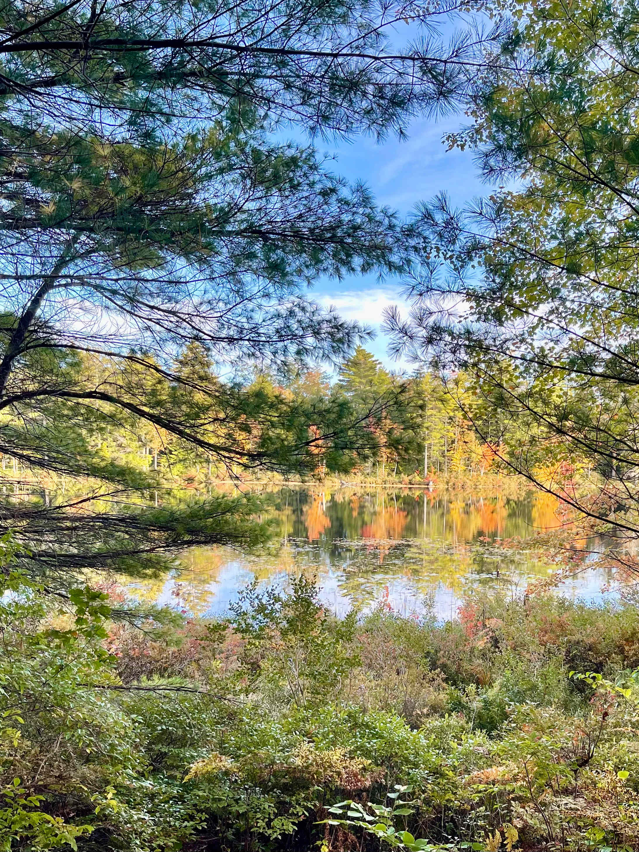 Tiny Cabins of Maine