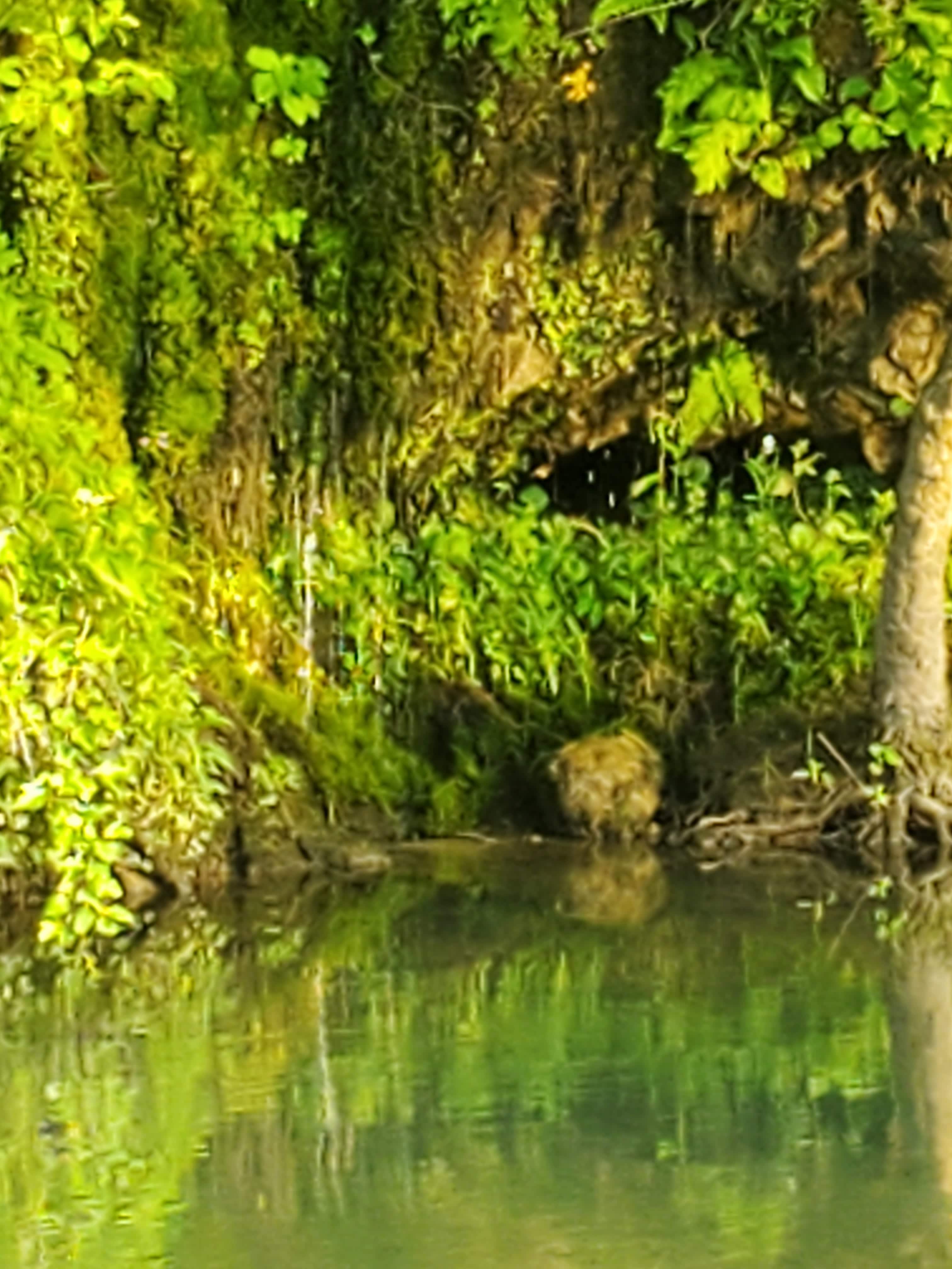 Natural Spring