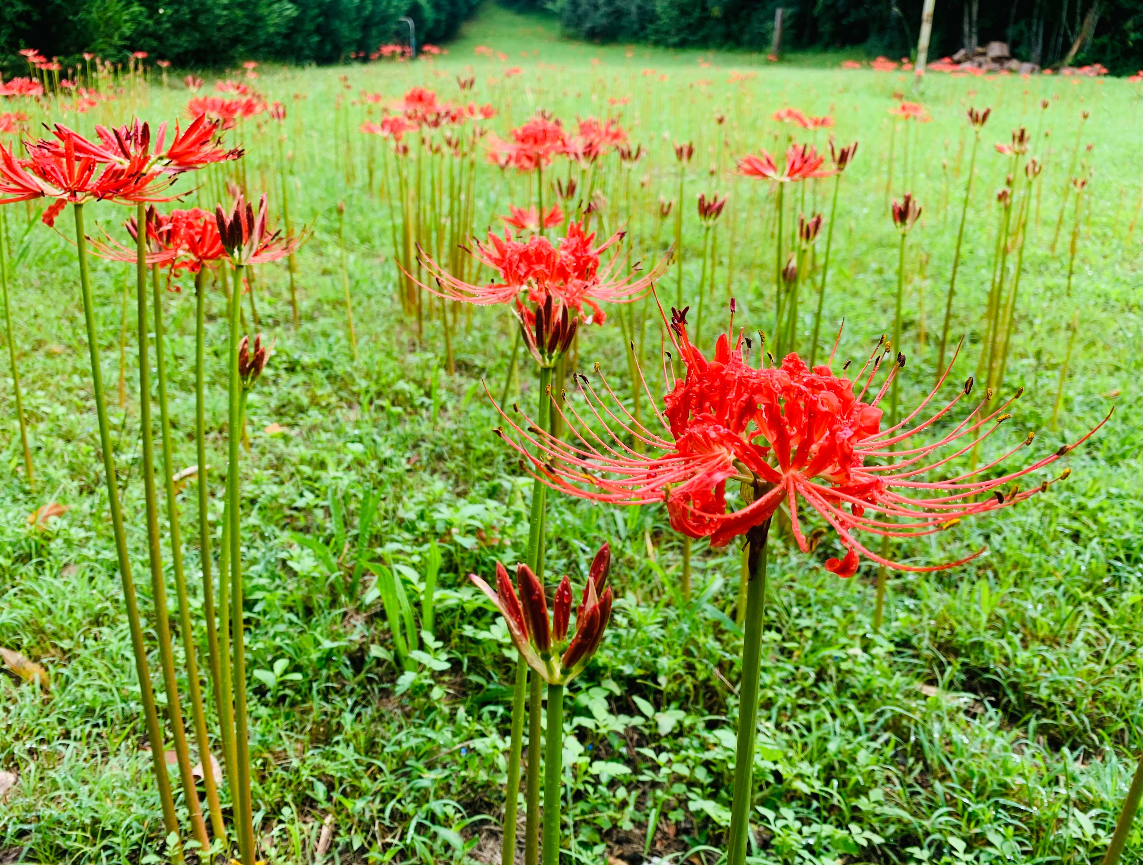 The camp paddock comes out with flowers twice a year. The bulbs were planted in the 70s