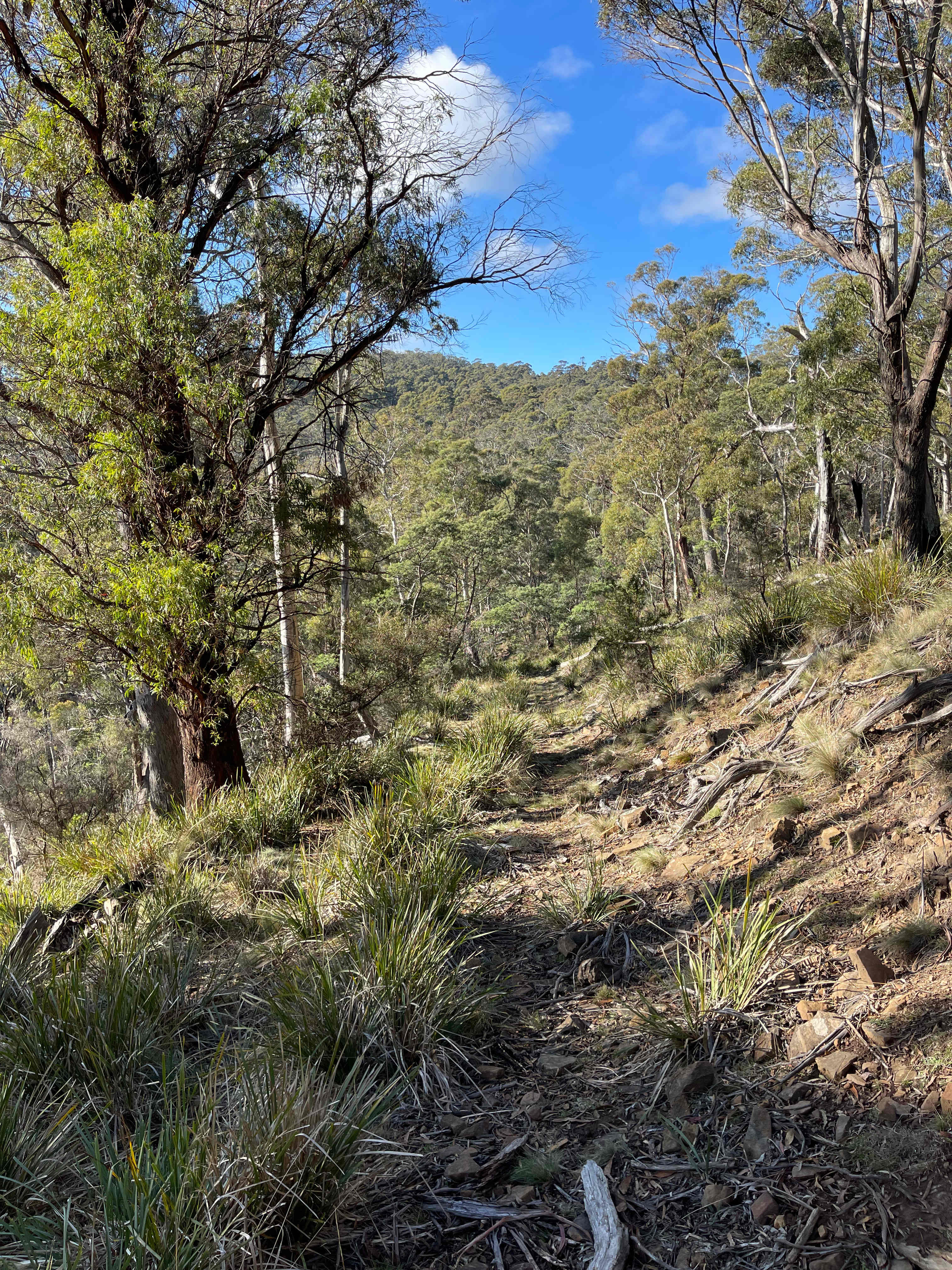 One of many tracks around the property, prefect for exploring