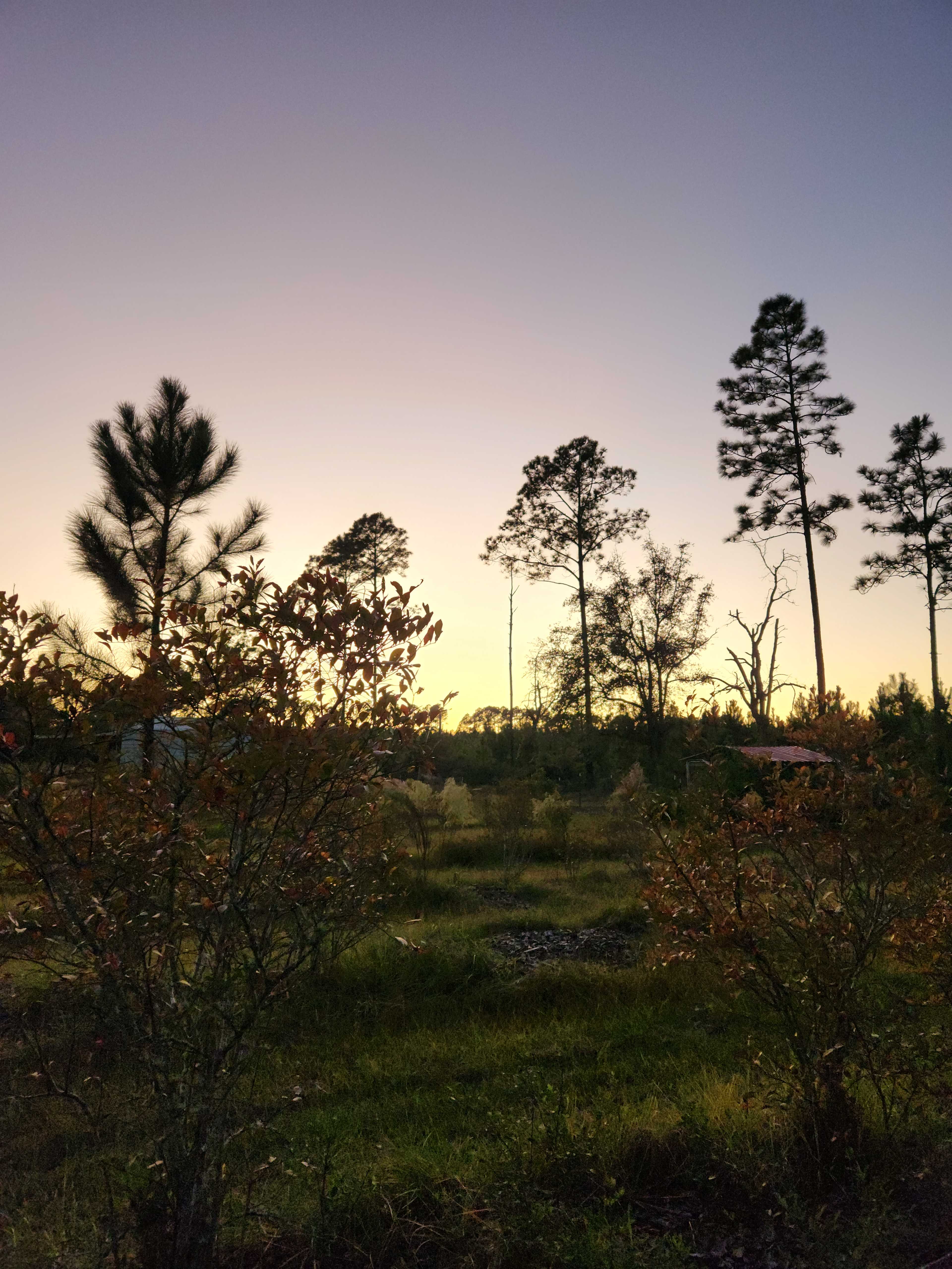 The Blueberry Ranch