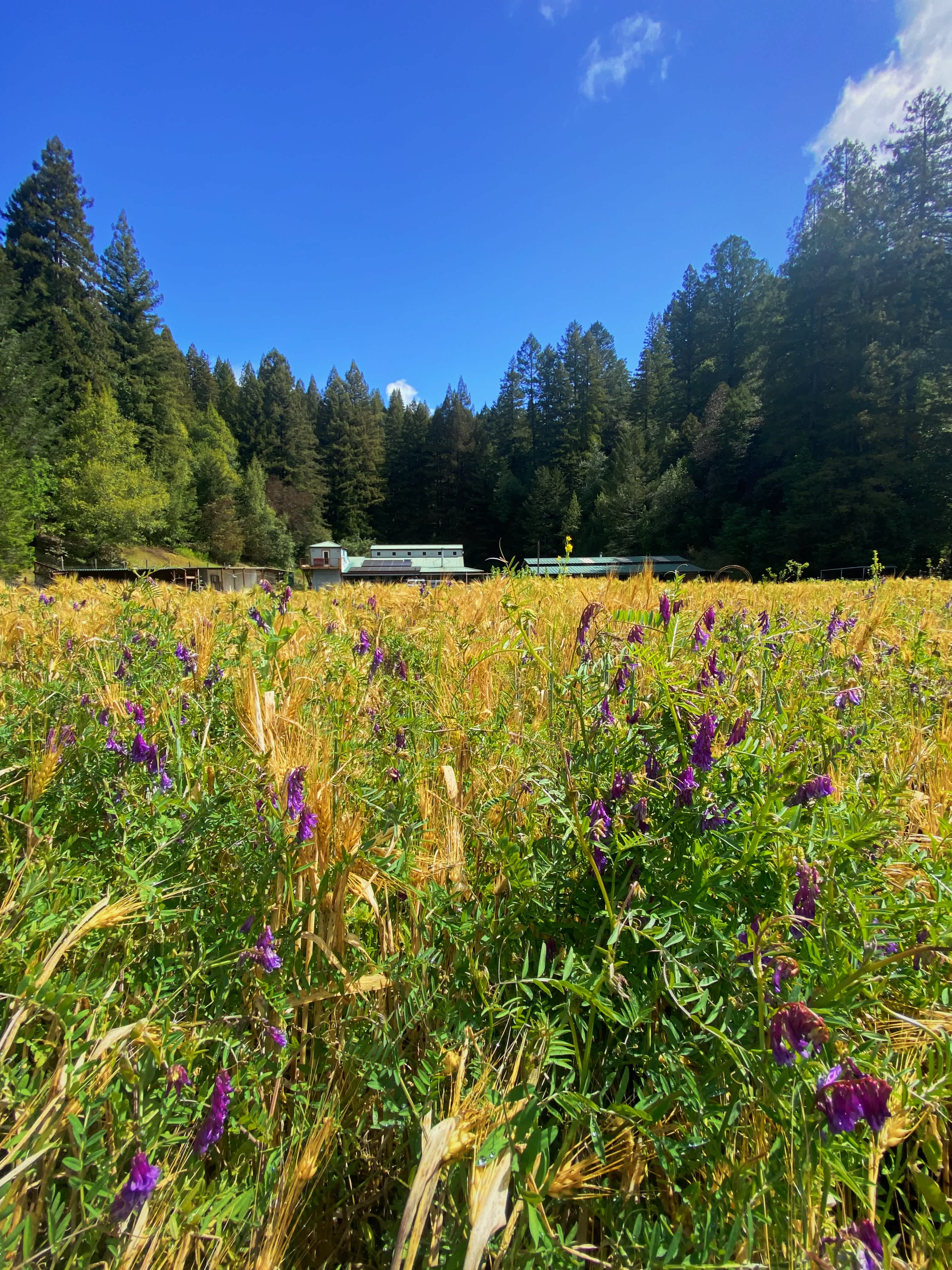 Year 1 cover crop in the front farm