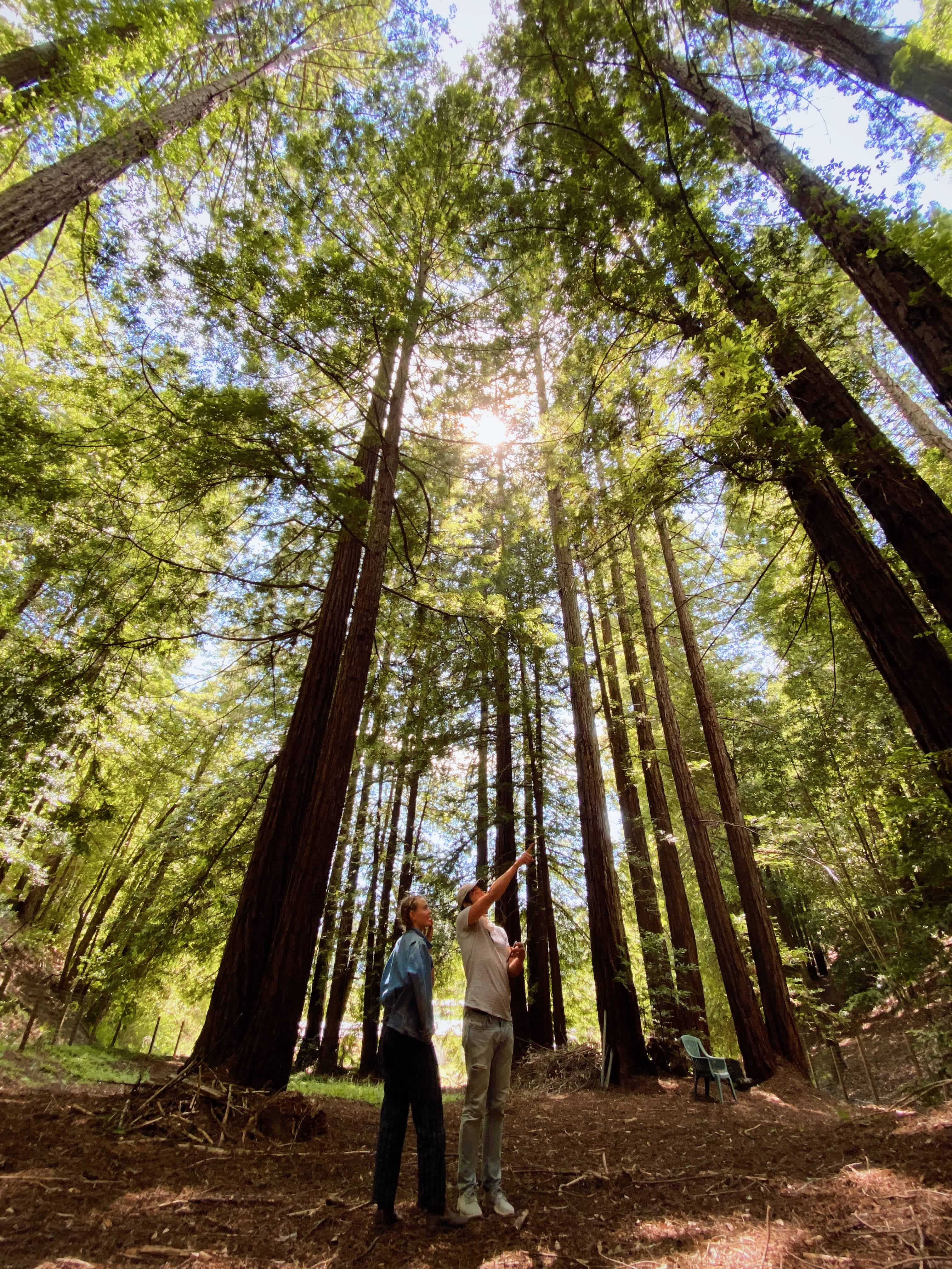 Forest clearing where you camp