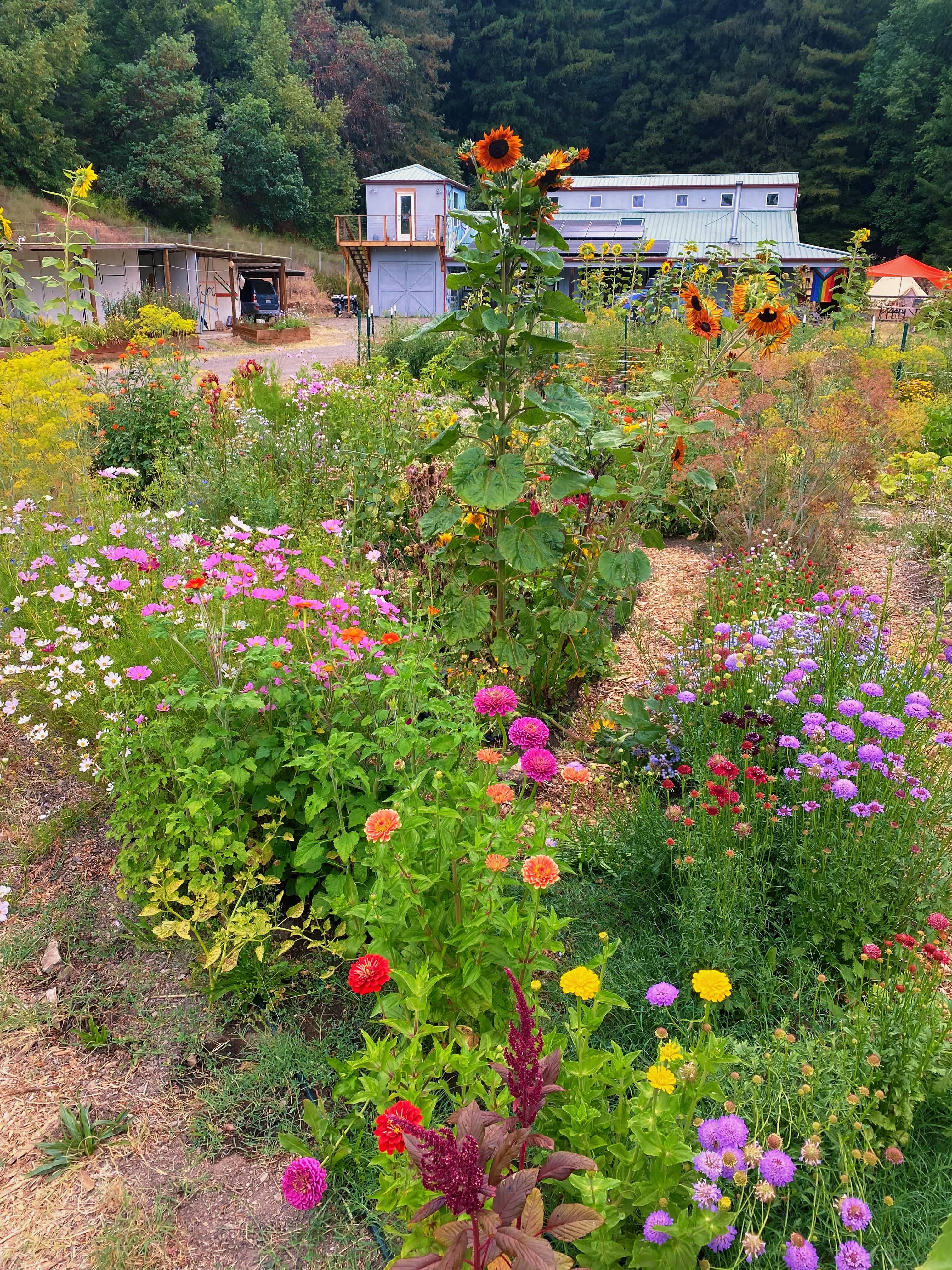 Farm flowers 