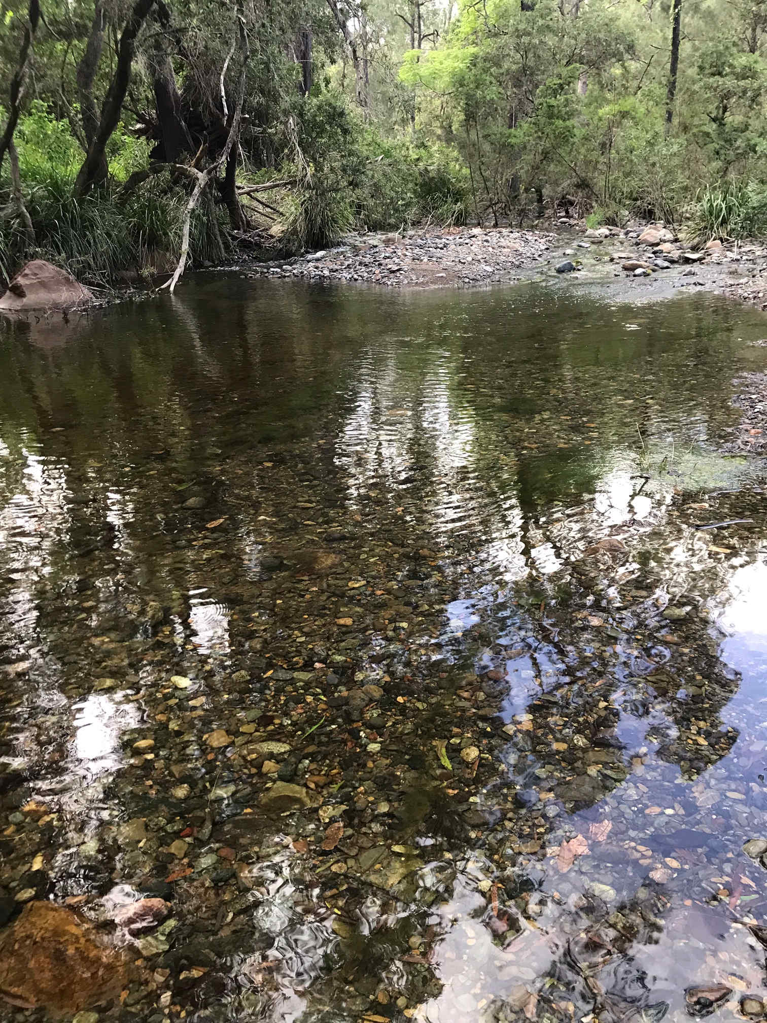 Bellbird Lodge
