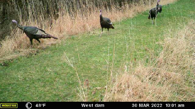 in 2022 is the first time we've ever seen wild turkeys on the property.