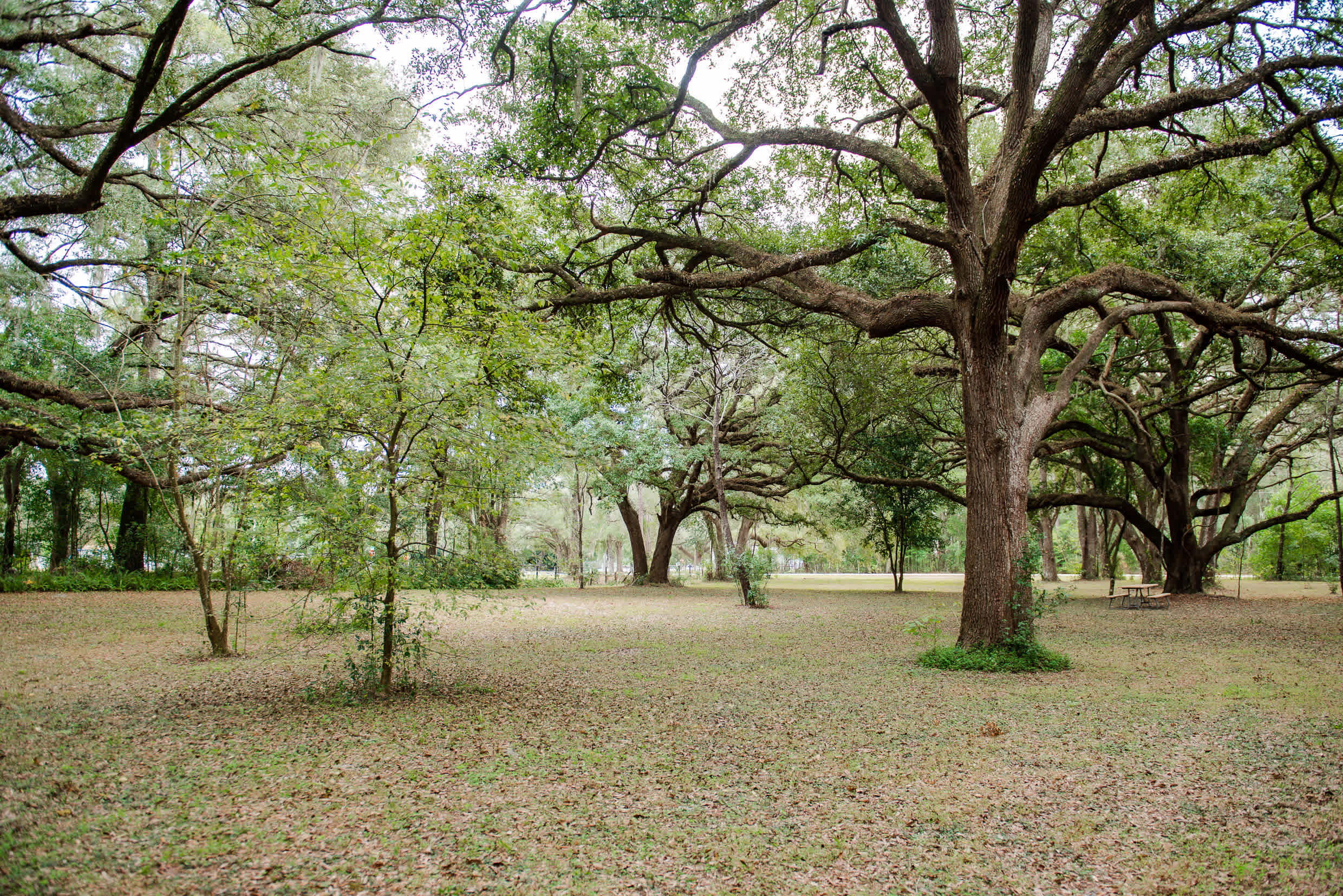 Beautiful majestic oaks