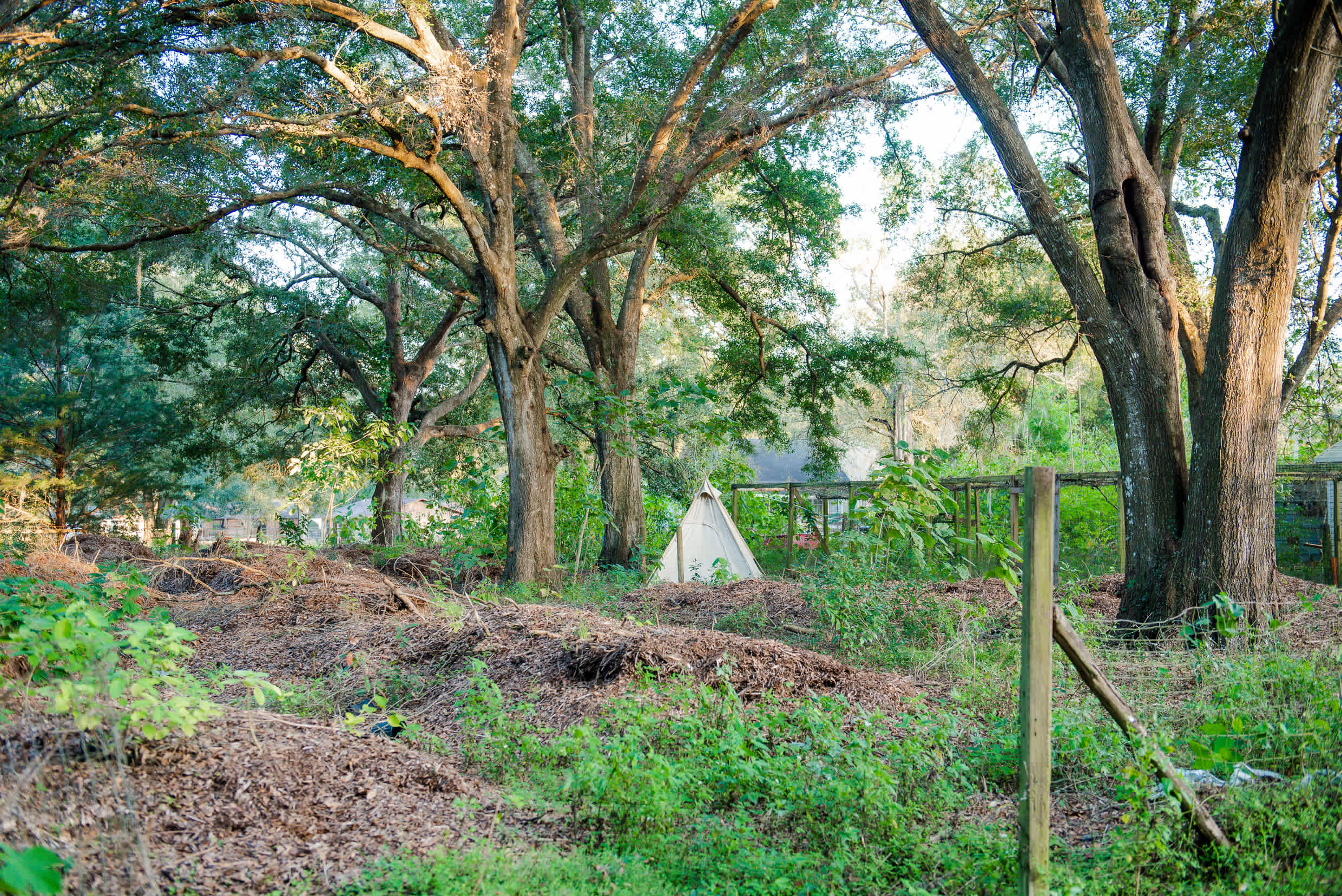 Wild jungle