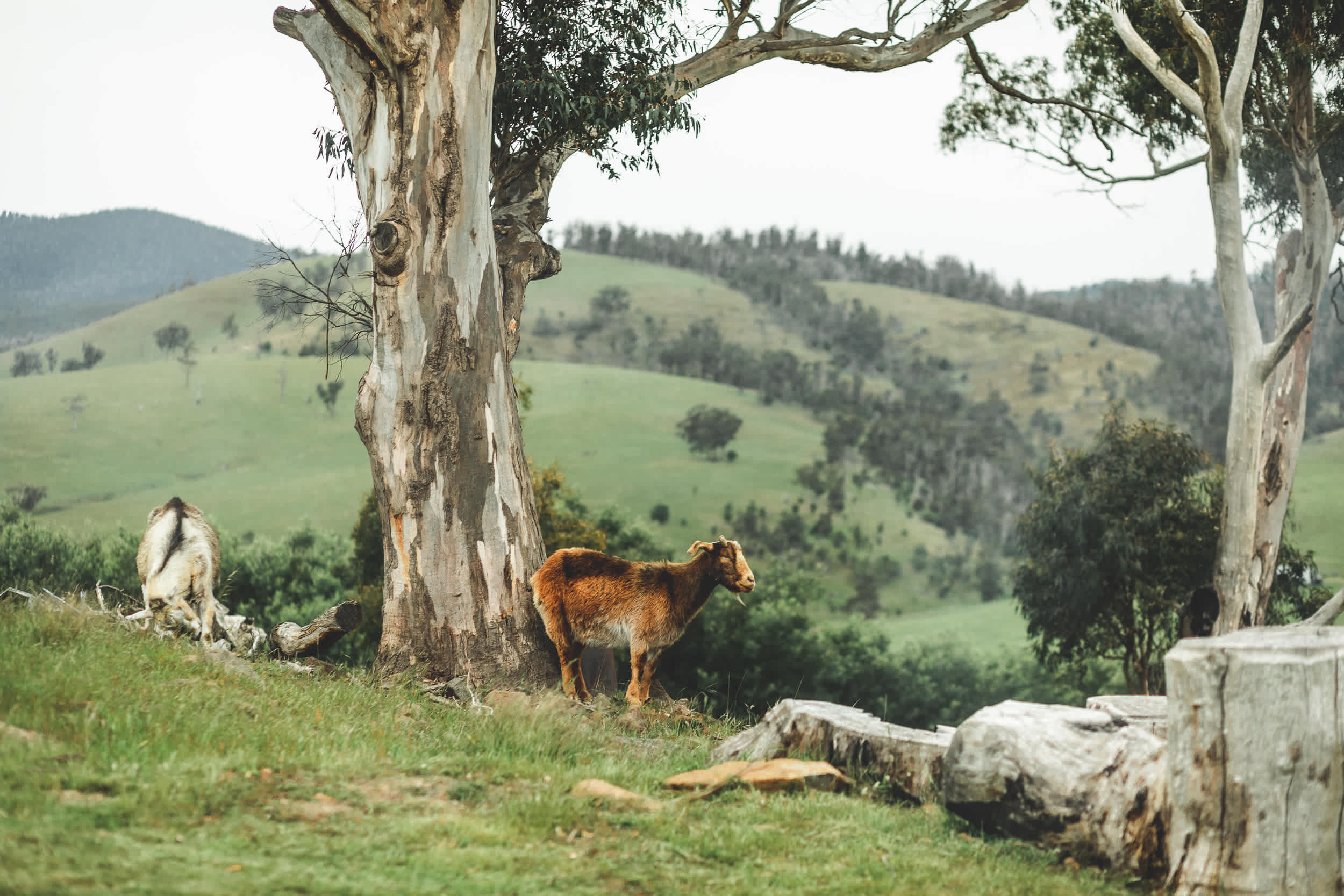 Bomana - Bushland Delight with Breathtaking Views