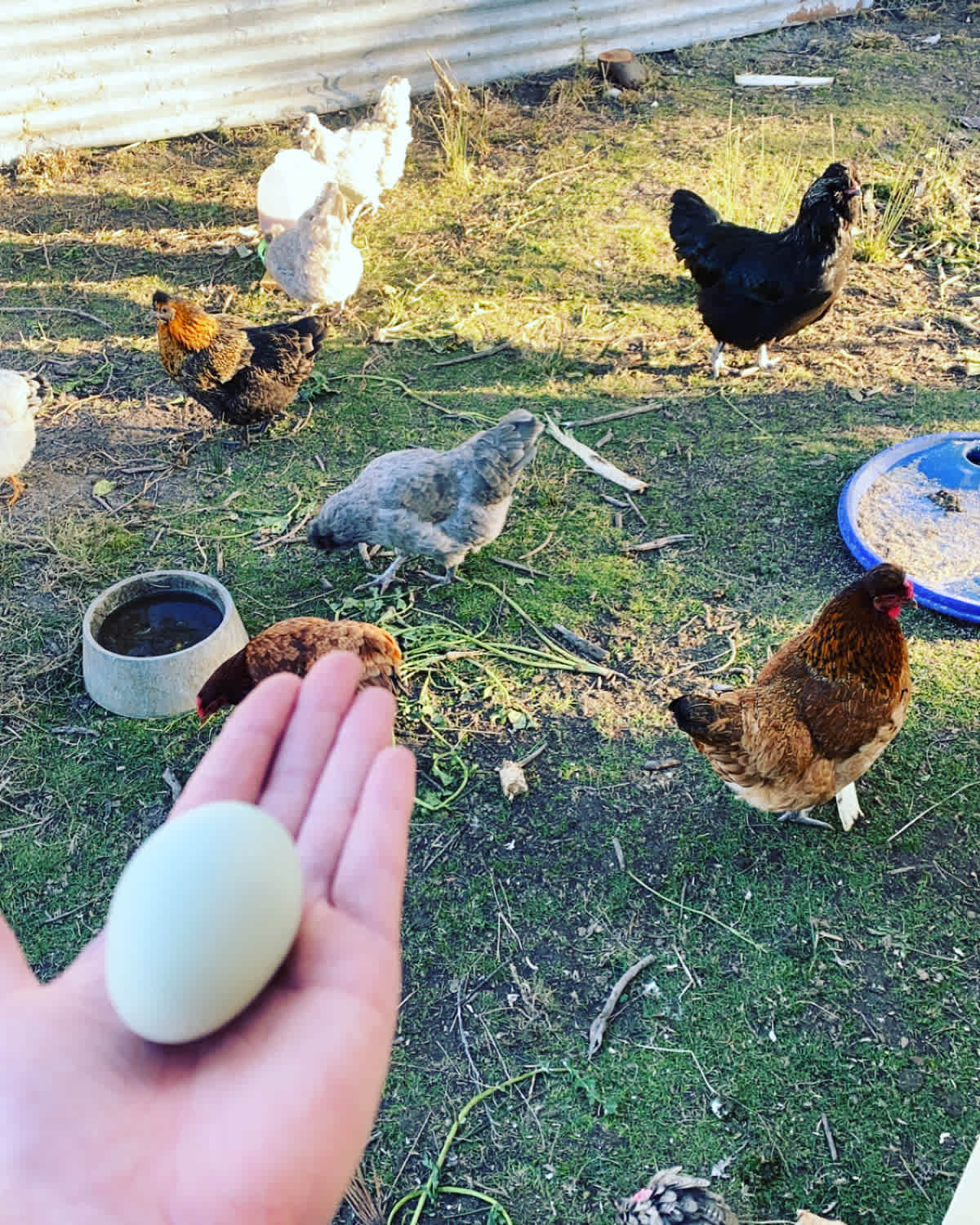 Pockets Farm