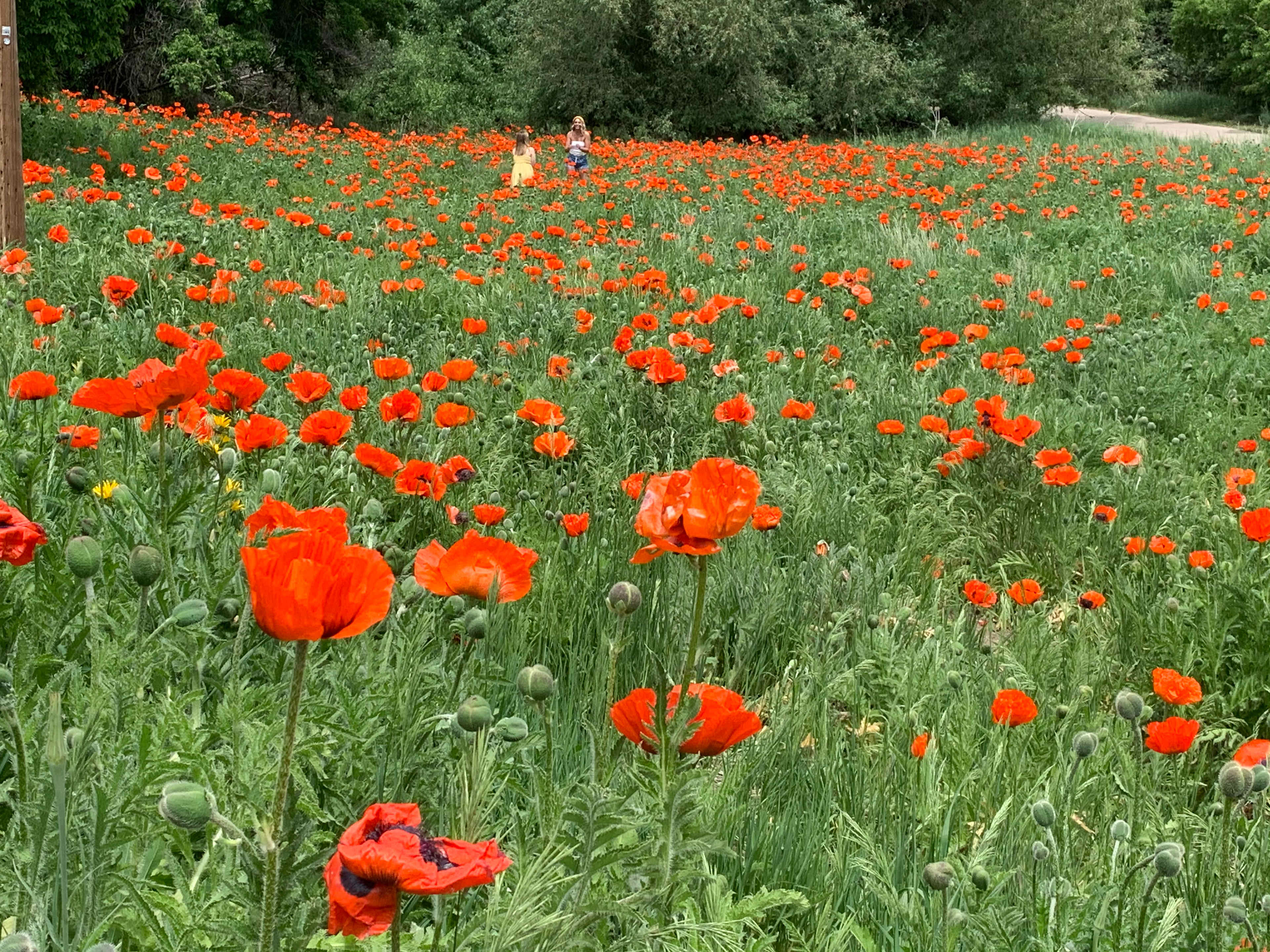 Poppy field an 8 minute walk from your camp, through Box Elder Campground. My great great grandmother brought the seeds from her home in Denmark.